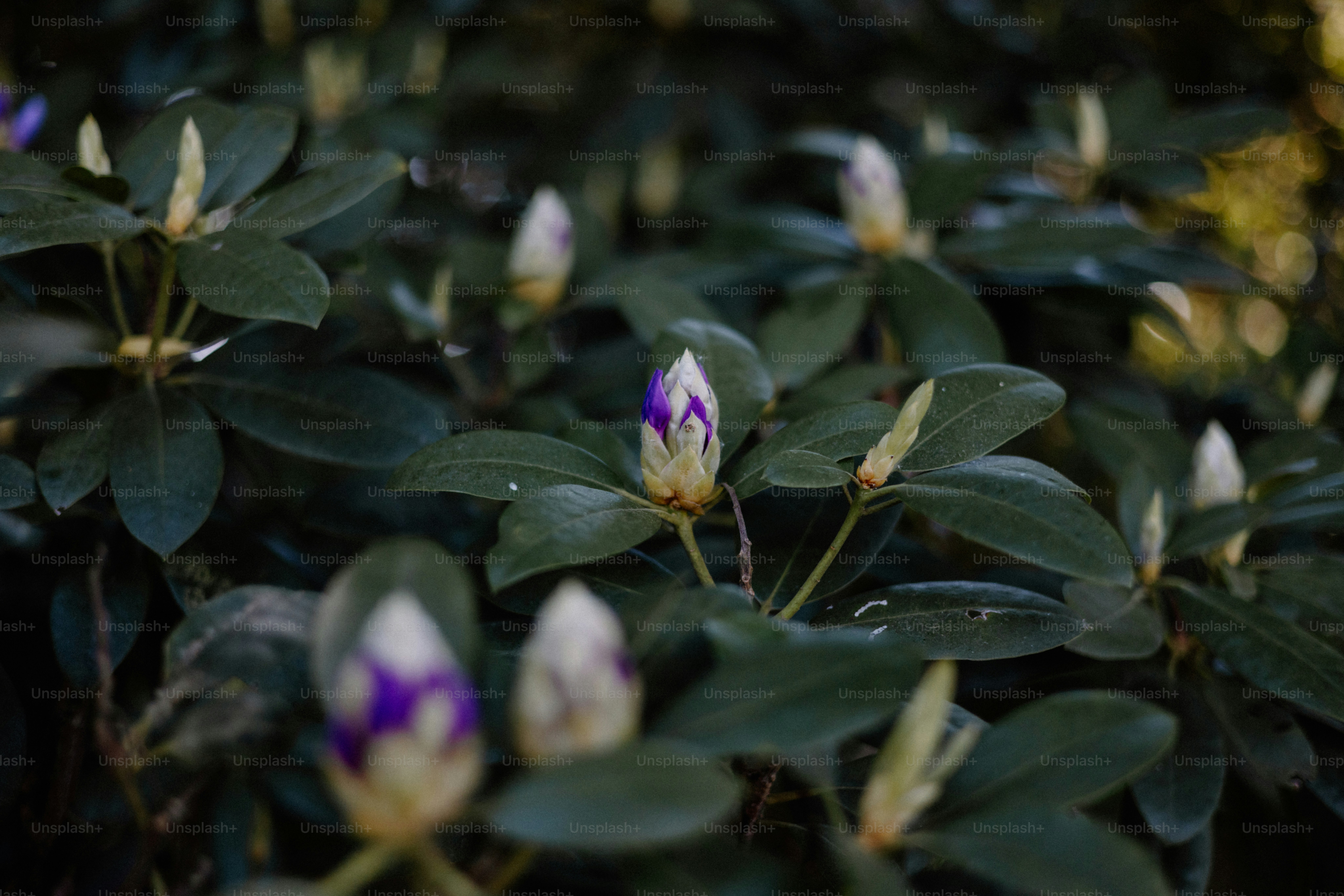 Flower buds emerge amidst green leaves.
