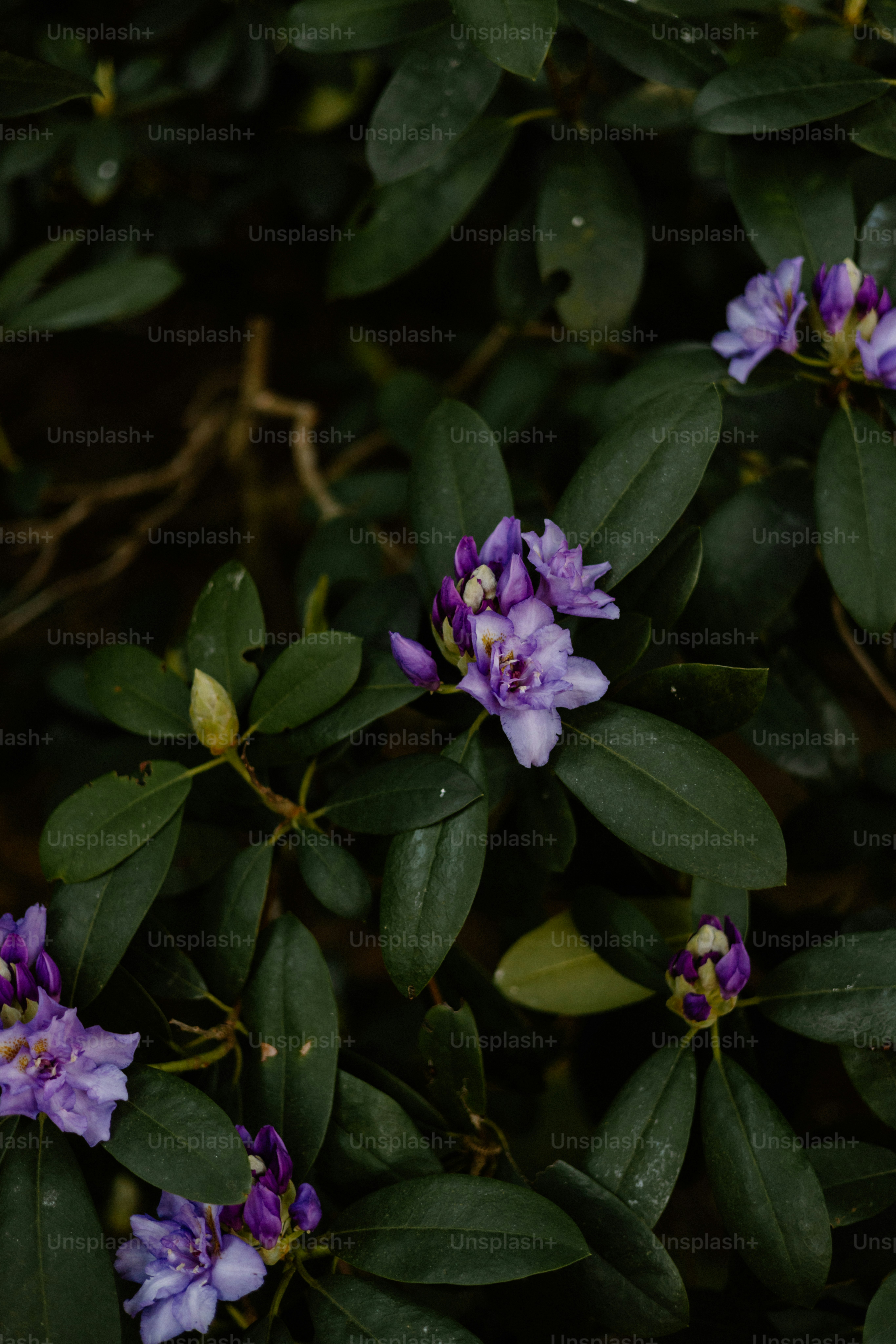 Purple flowers bloom amid dark green leaves.