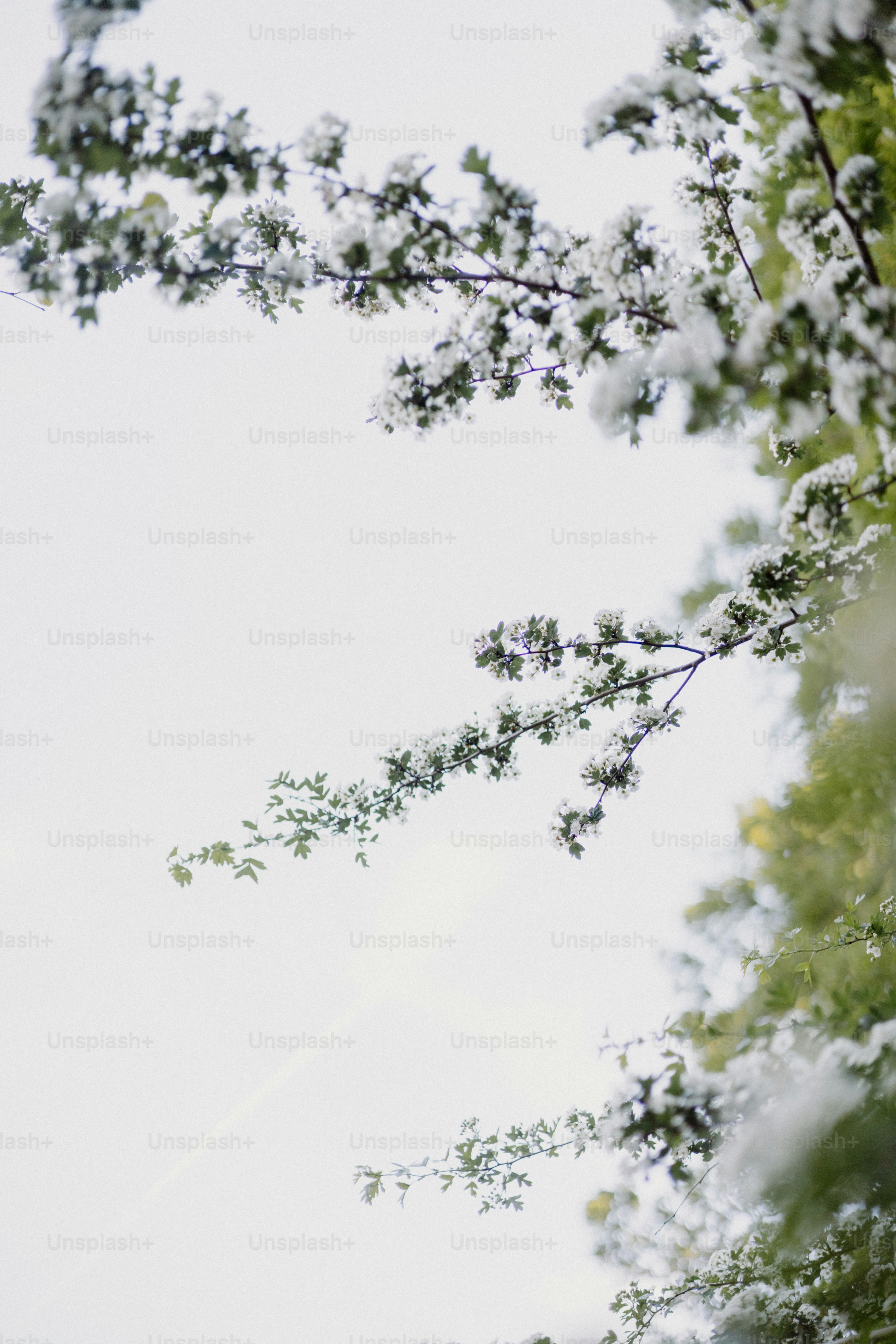 Flowering tree branches reach towards a cloudy sky.