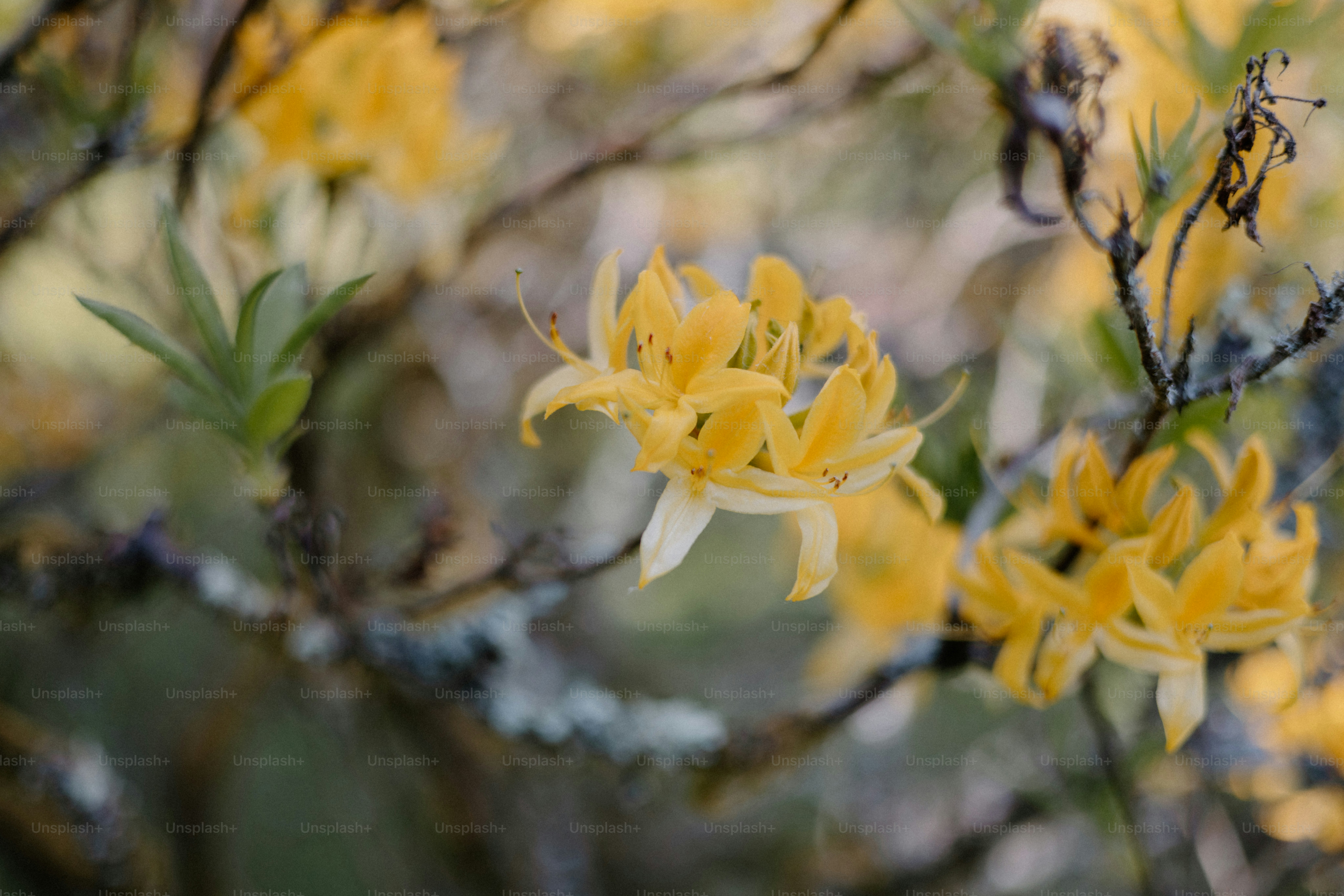 Yellow flowers bloom on a delicate branch.