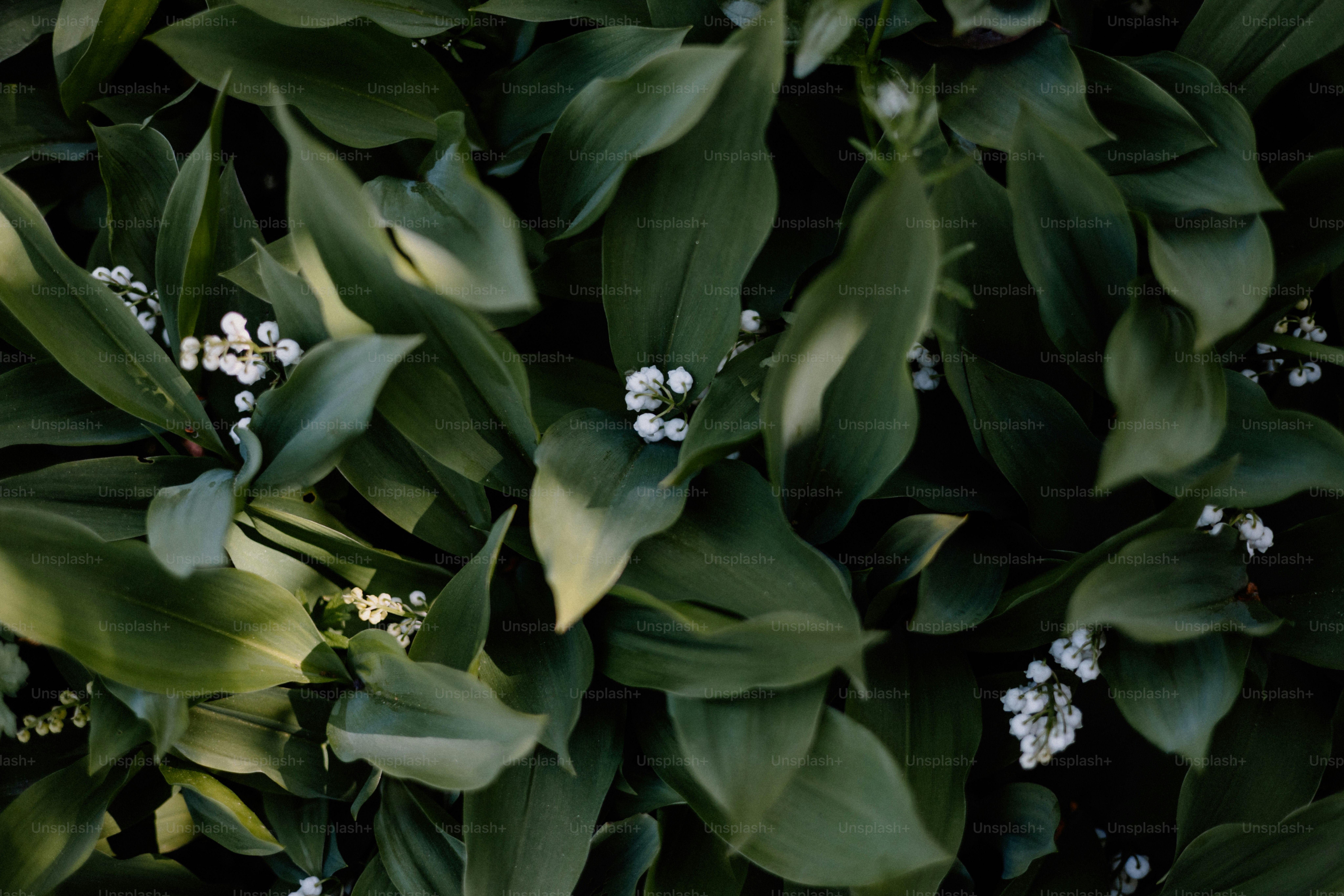 Lily of the valley flowers among green leaves.