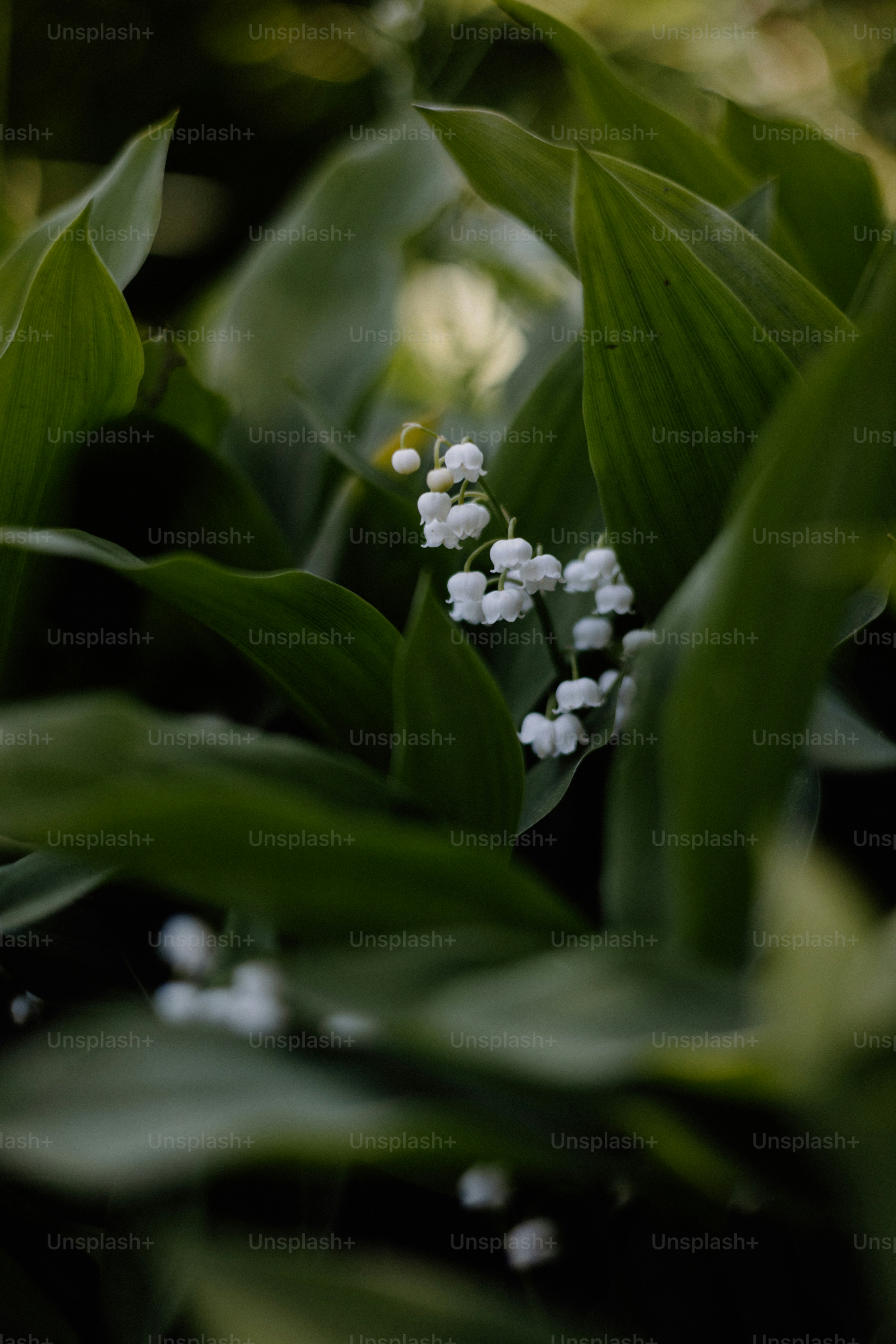 Lily of the valley flowers bloom amidst lush green leaves.