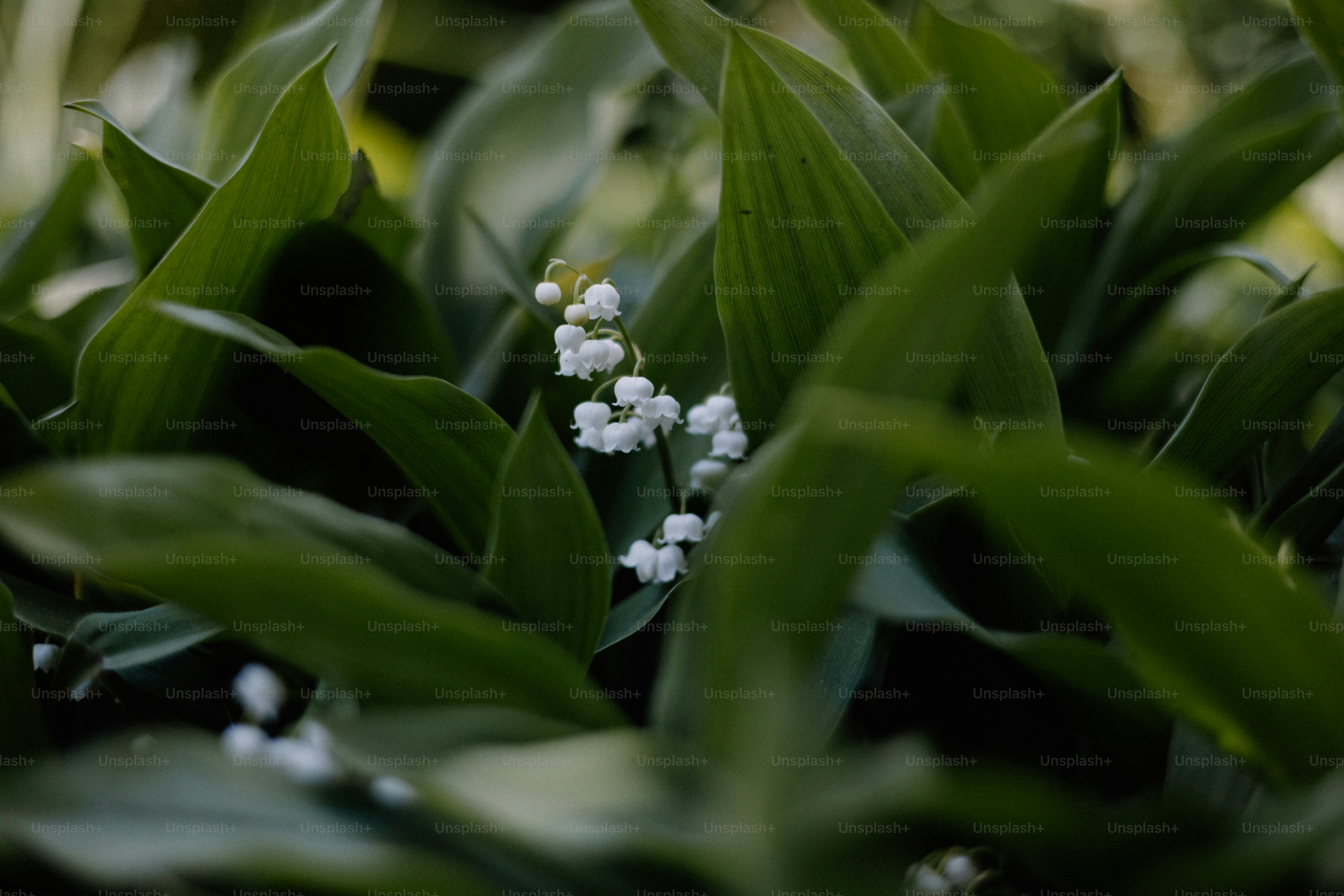 Lily of the valley flowers amidst green foliage.