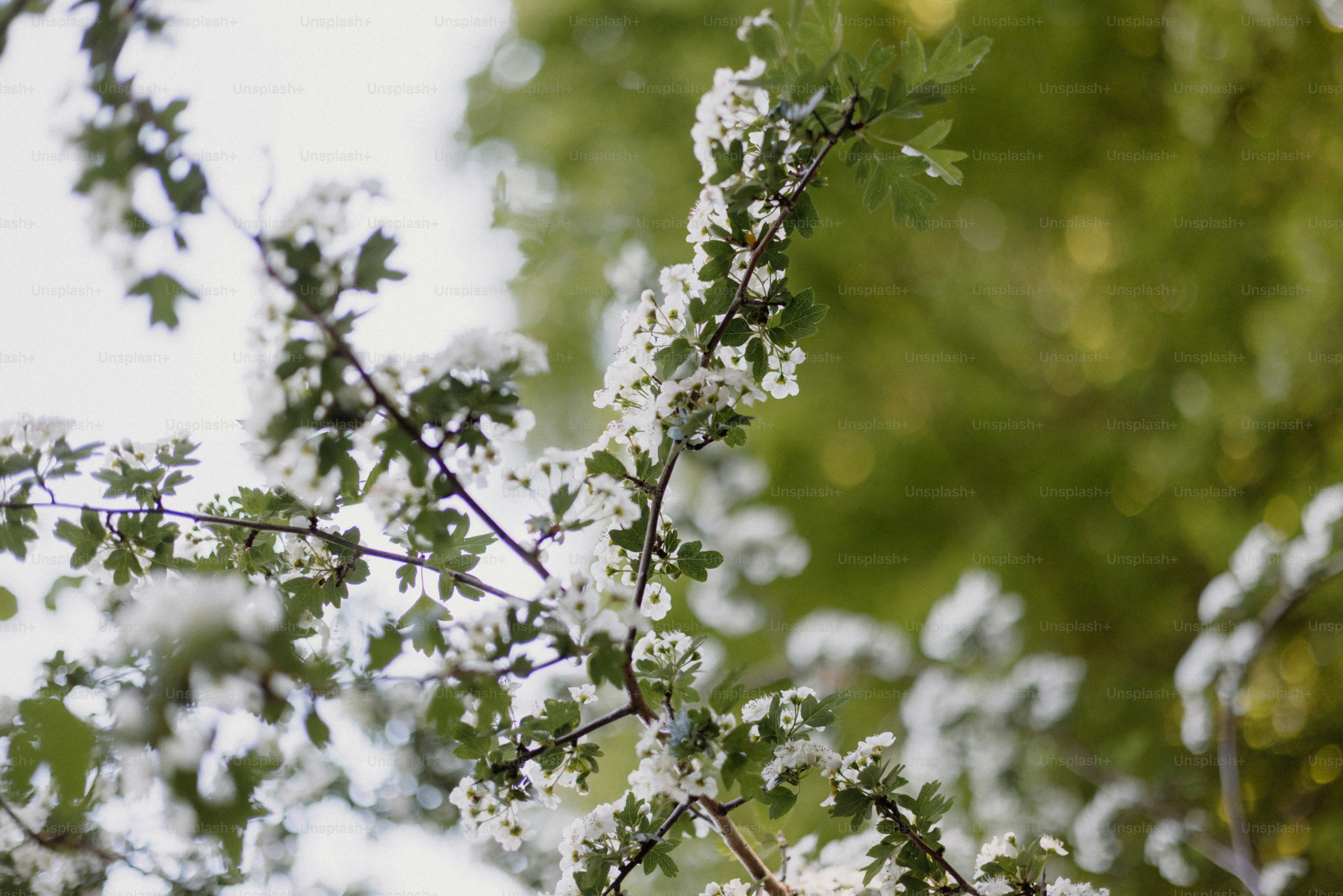 Blooming tree branches against a blurry background.