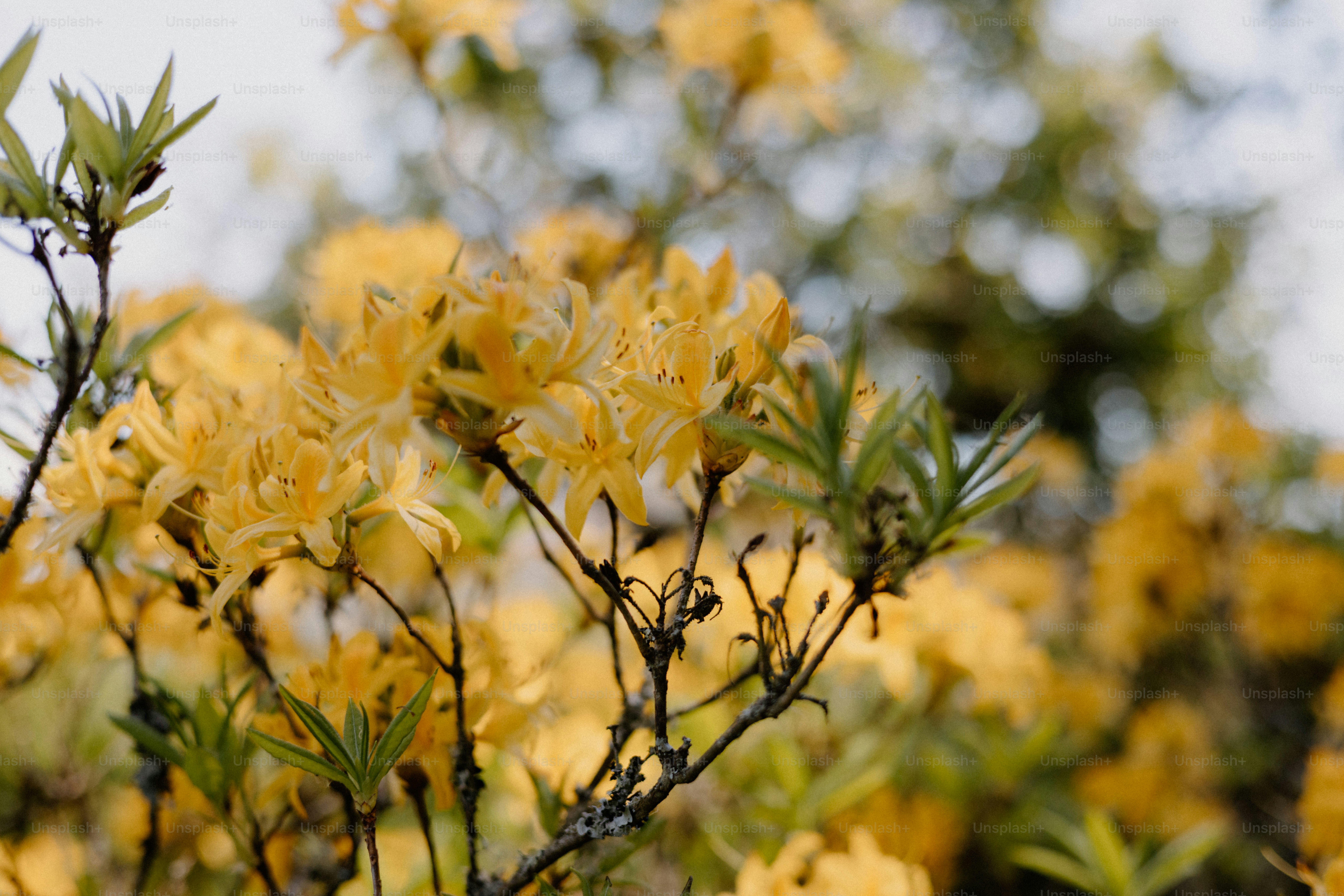 Bright yellow flowers bloom among greenery.
