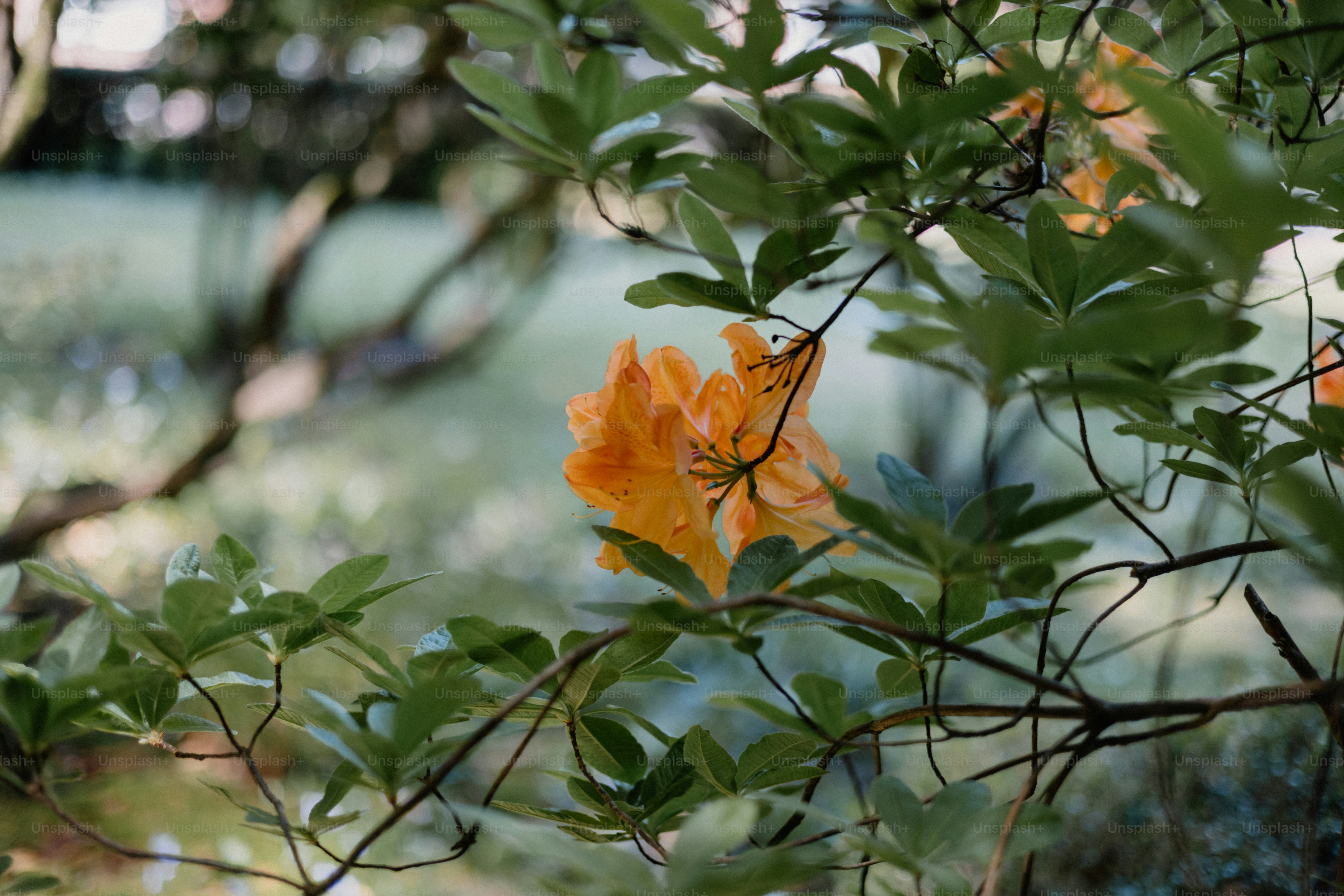 A vibrant orange flower blooms amidst greenery.