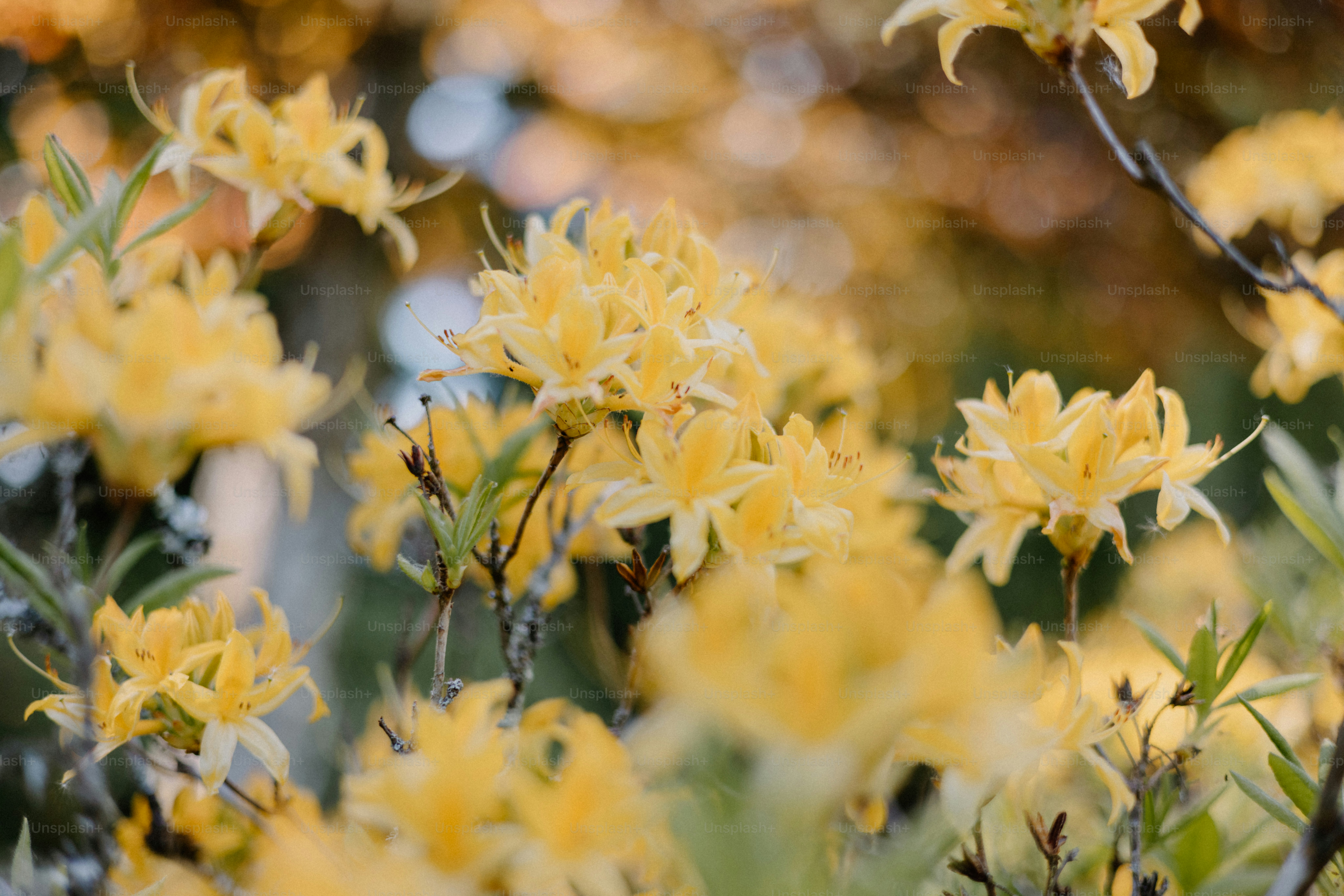 Yellow flowers bloom beautifully in the sunlight.