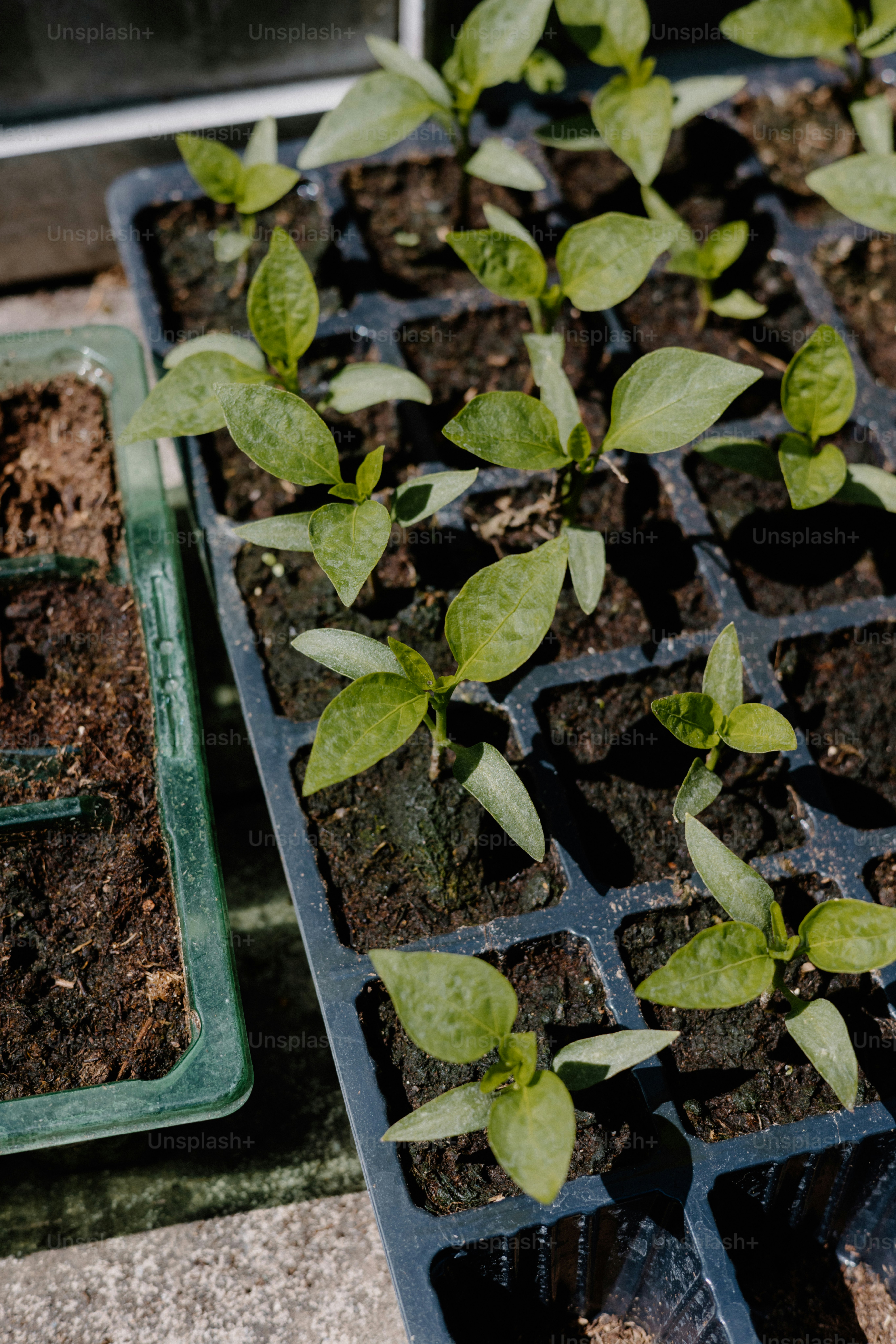 Seedlings are sprouting in containers.