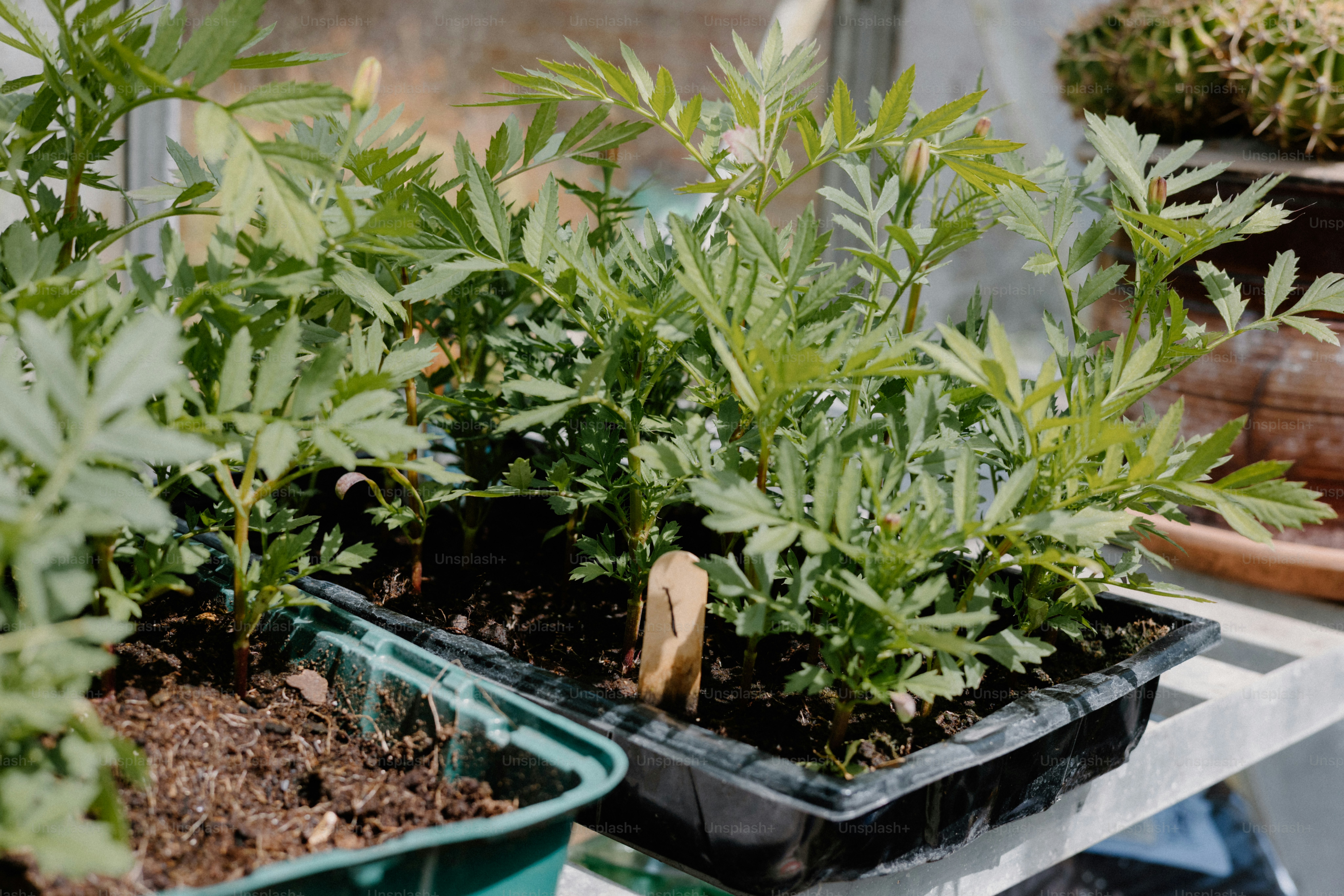 Young plants are growing inside of containers.