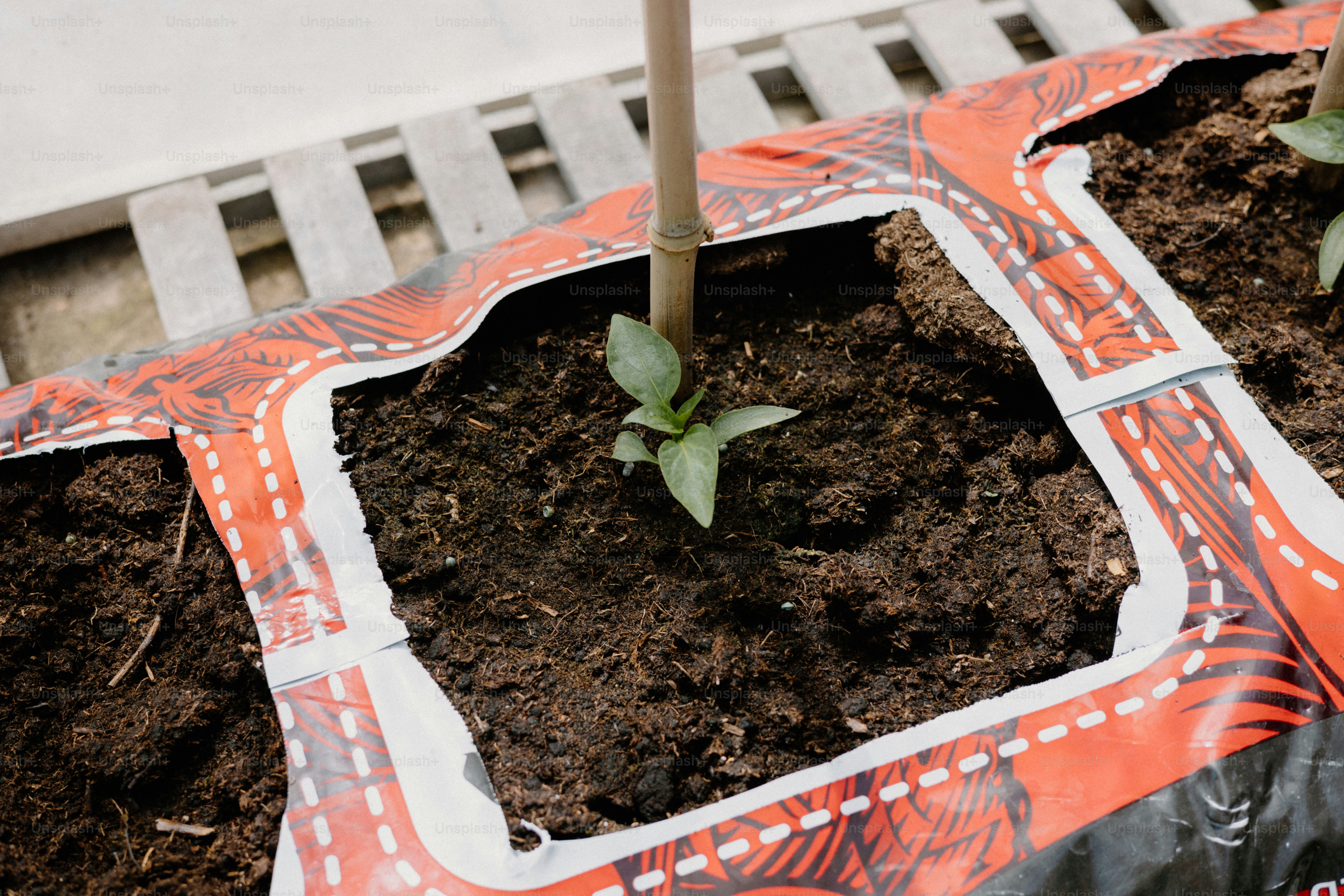A small plant grows in a soil-filled bag.