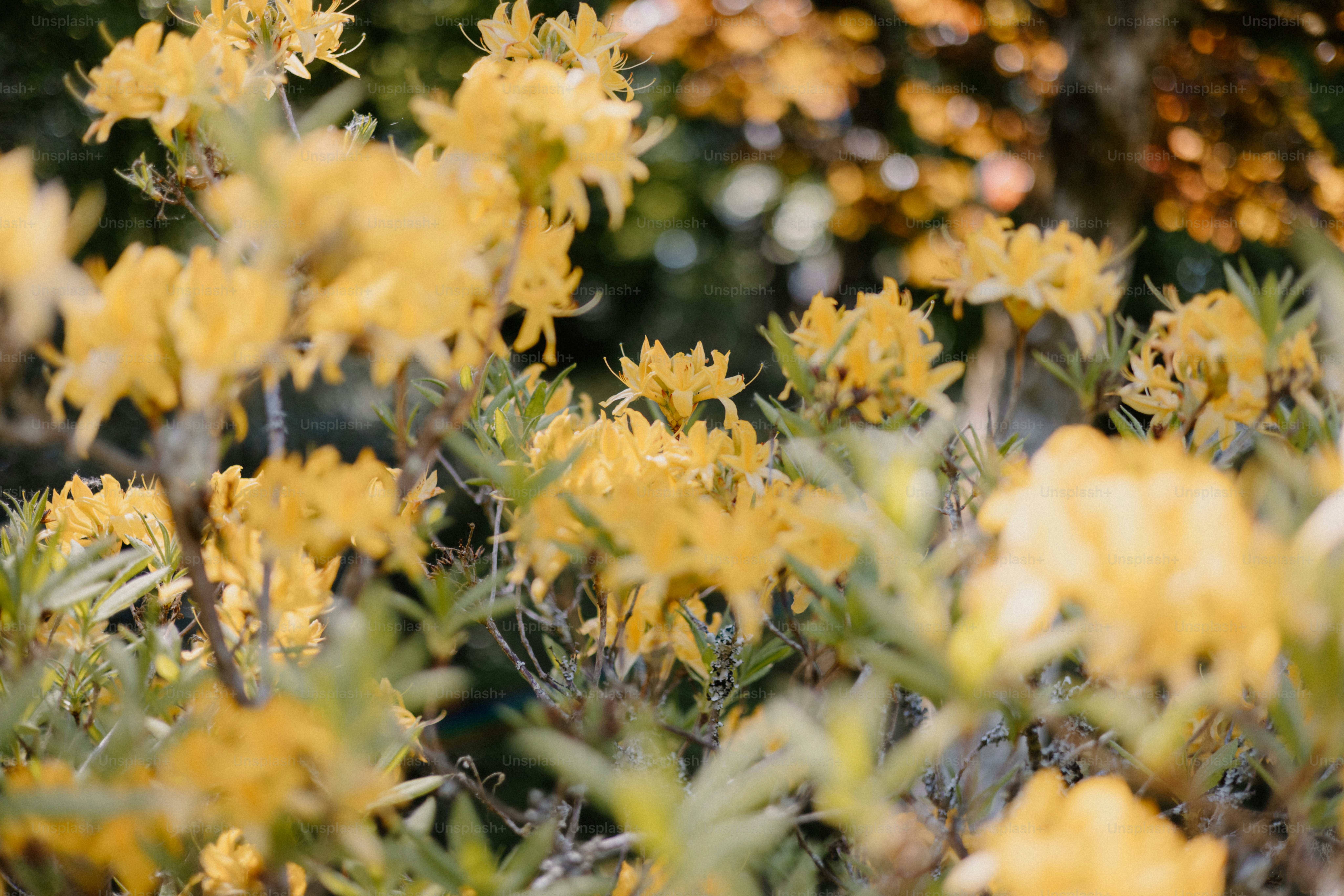 Yellow flowers bloom in the garden.