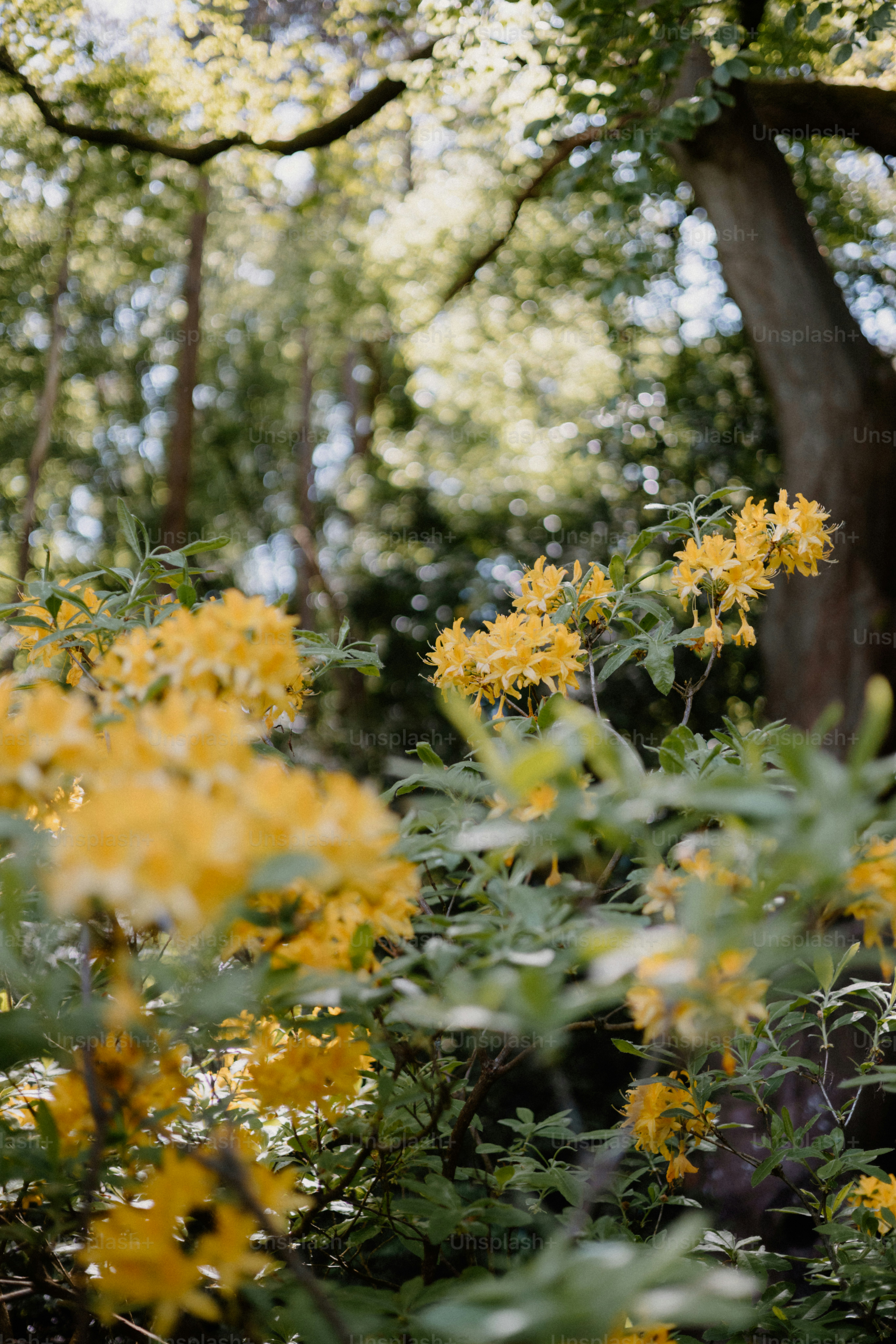 Yellow flowers bloom in a lush forest setting.