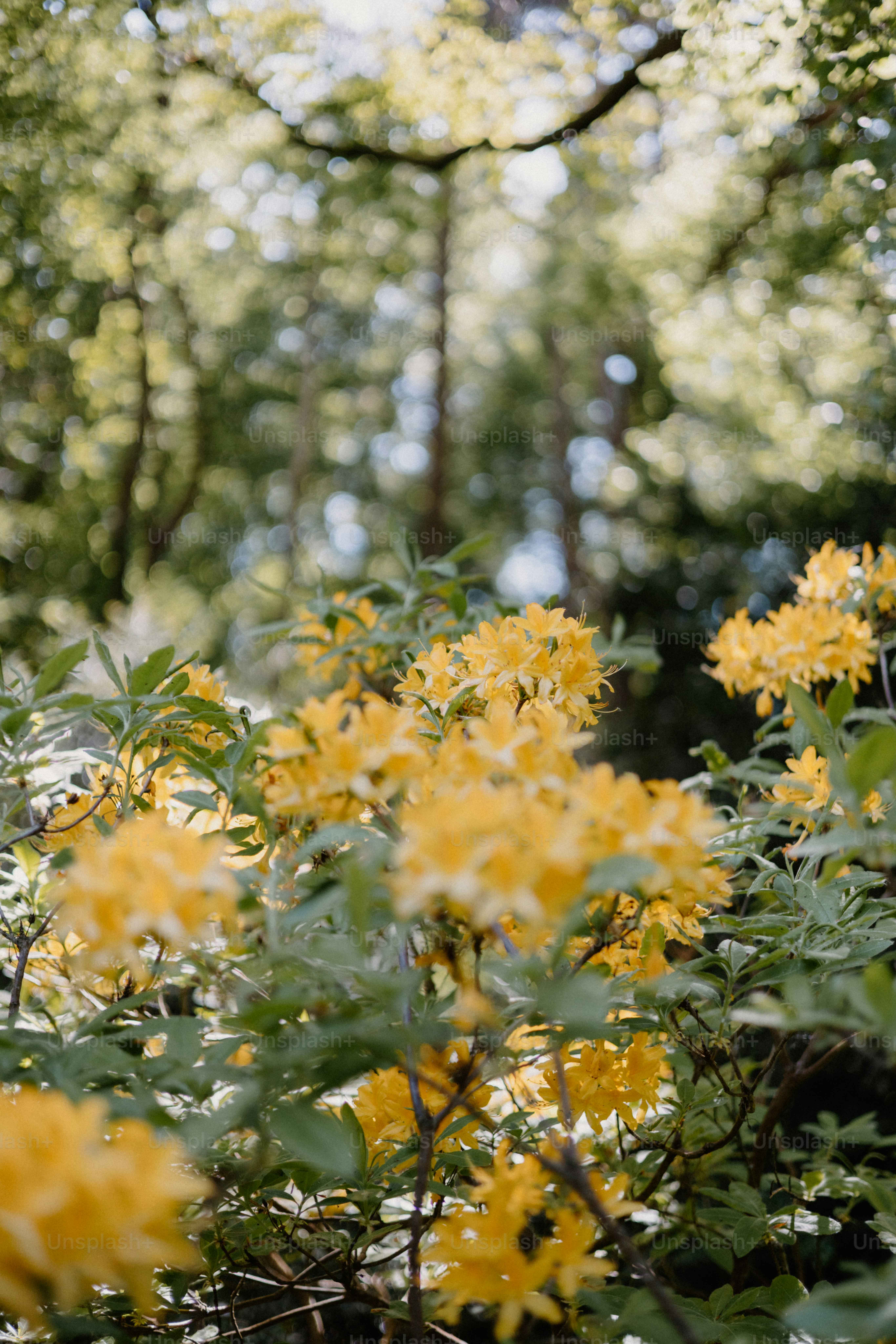 Yellow flowers bloom in a sunlit forest.