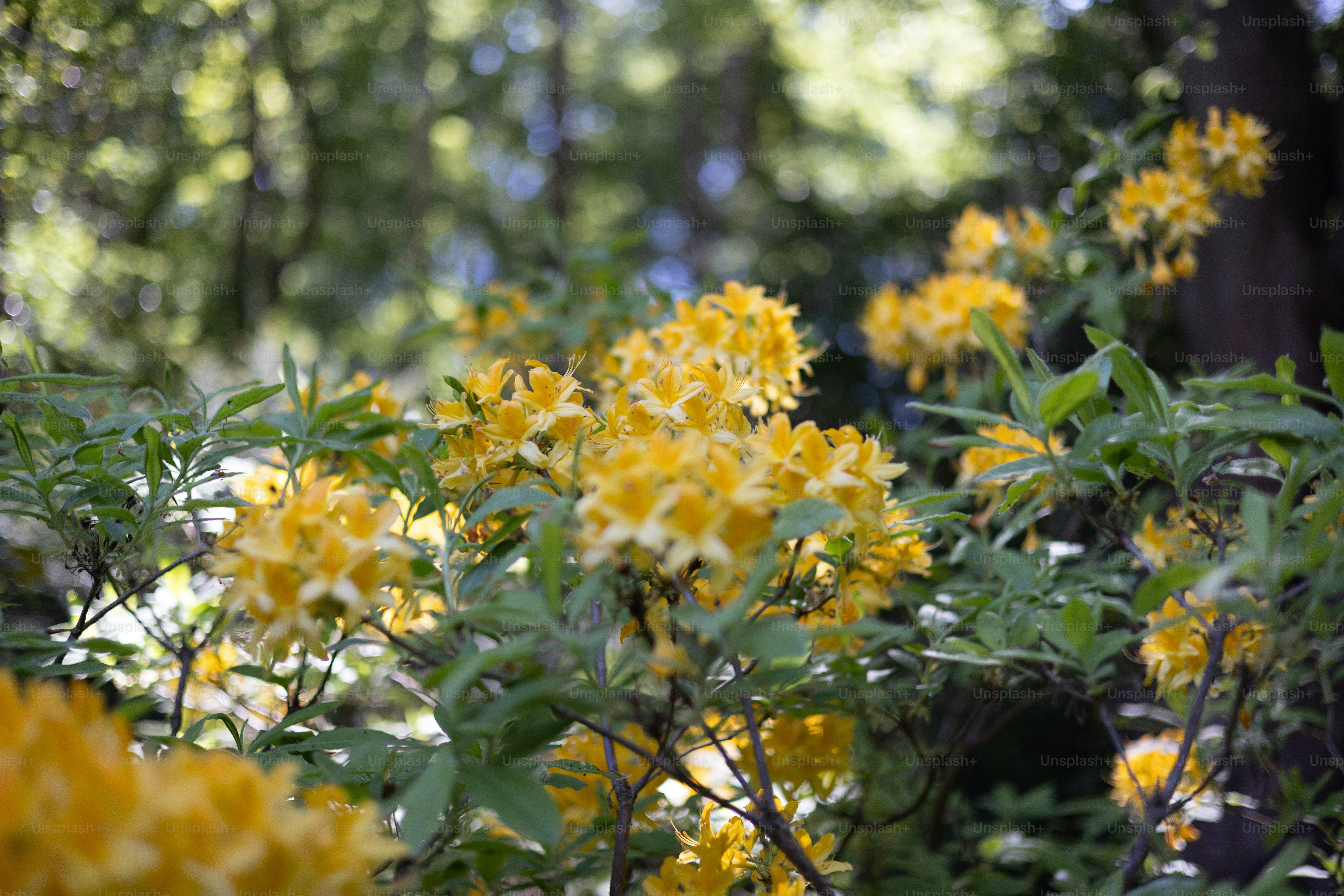 Yellow flowers bloom brightly in a garden.