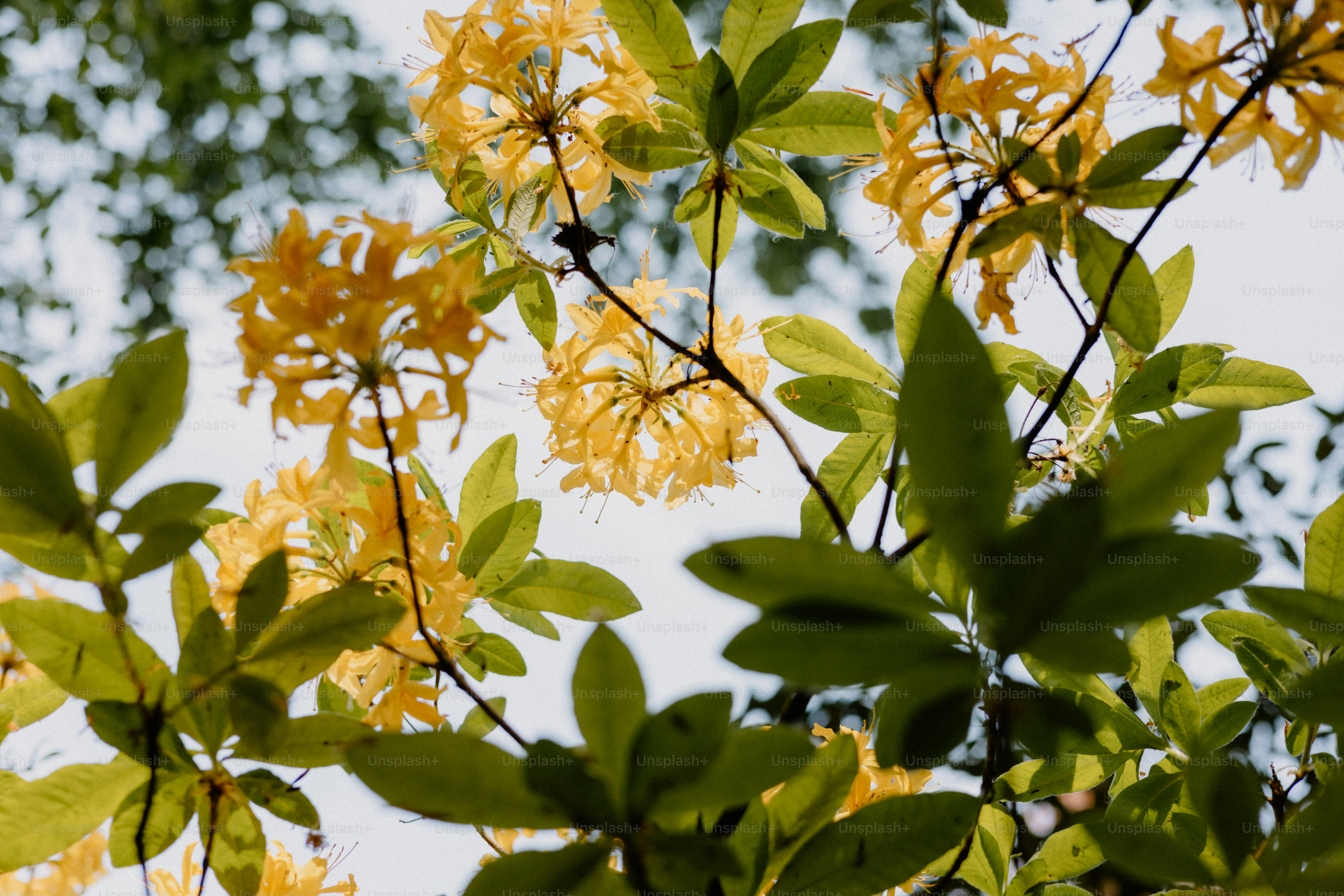Bunga kuning dan daun hijau