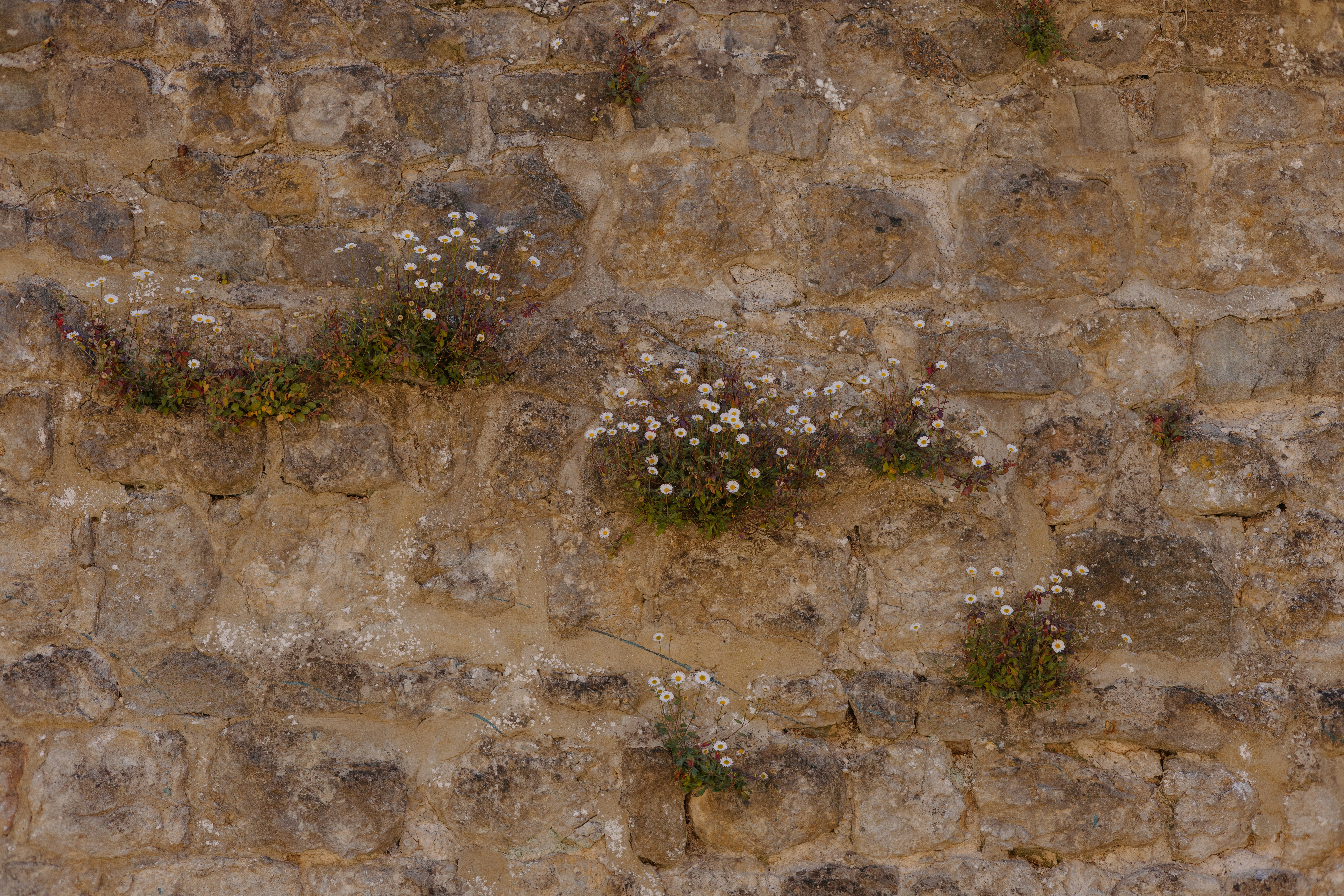 Flowers grow on a weathered stone wall.
