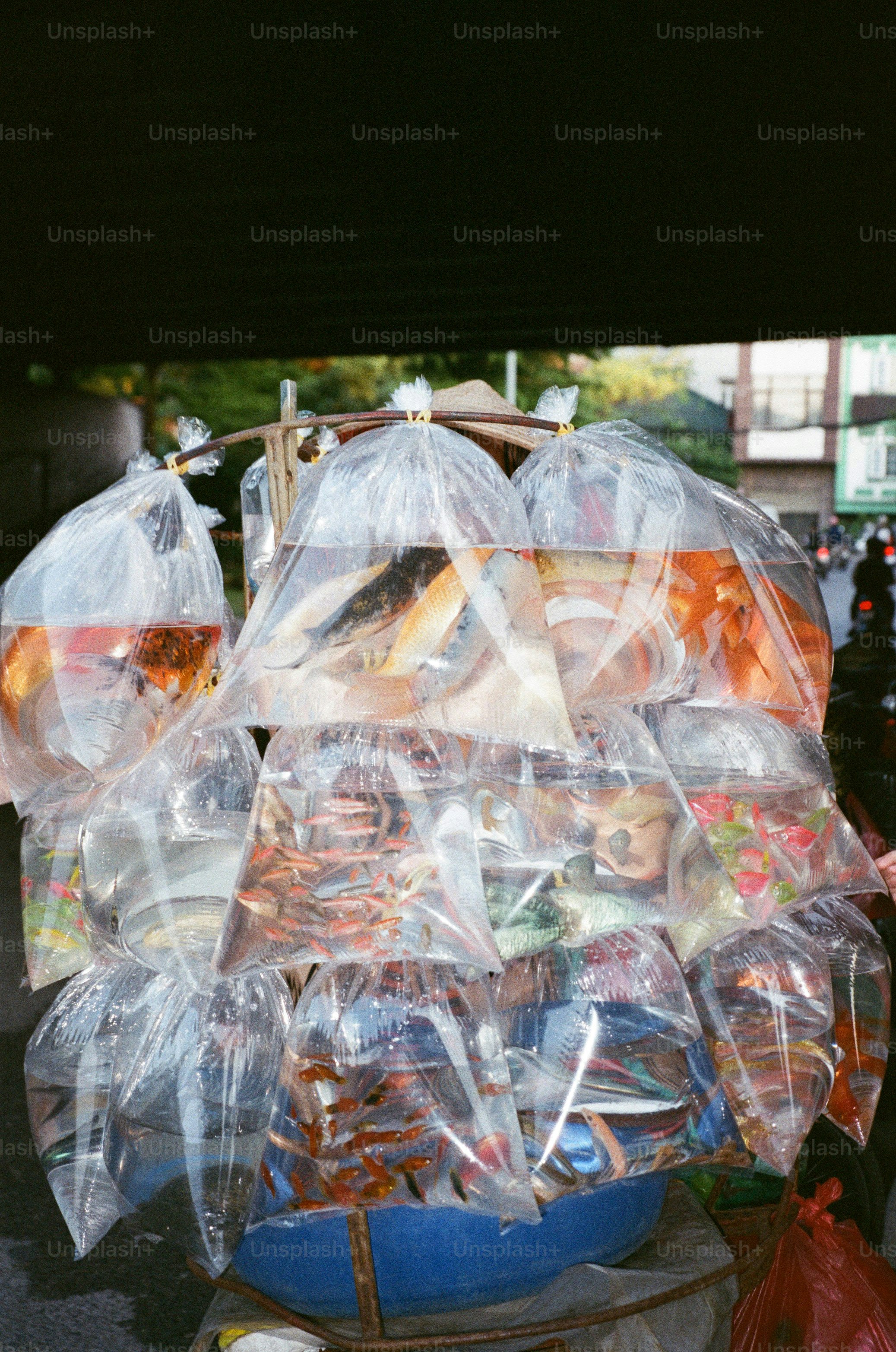 Fish in plastic bags are displayed for sale.