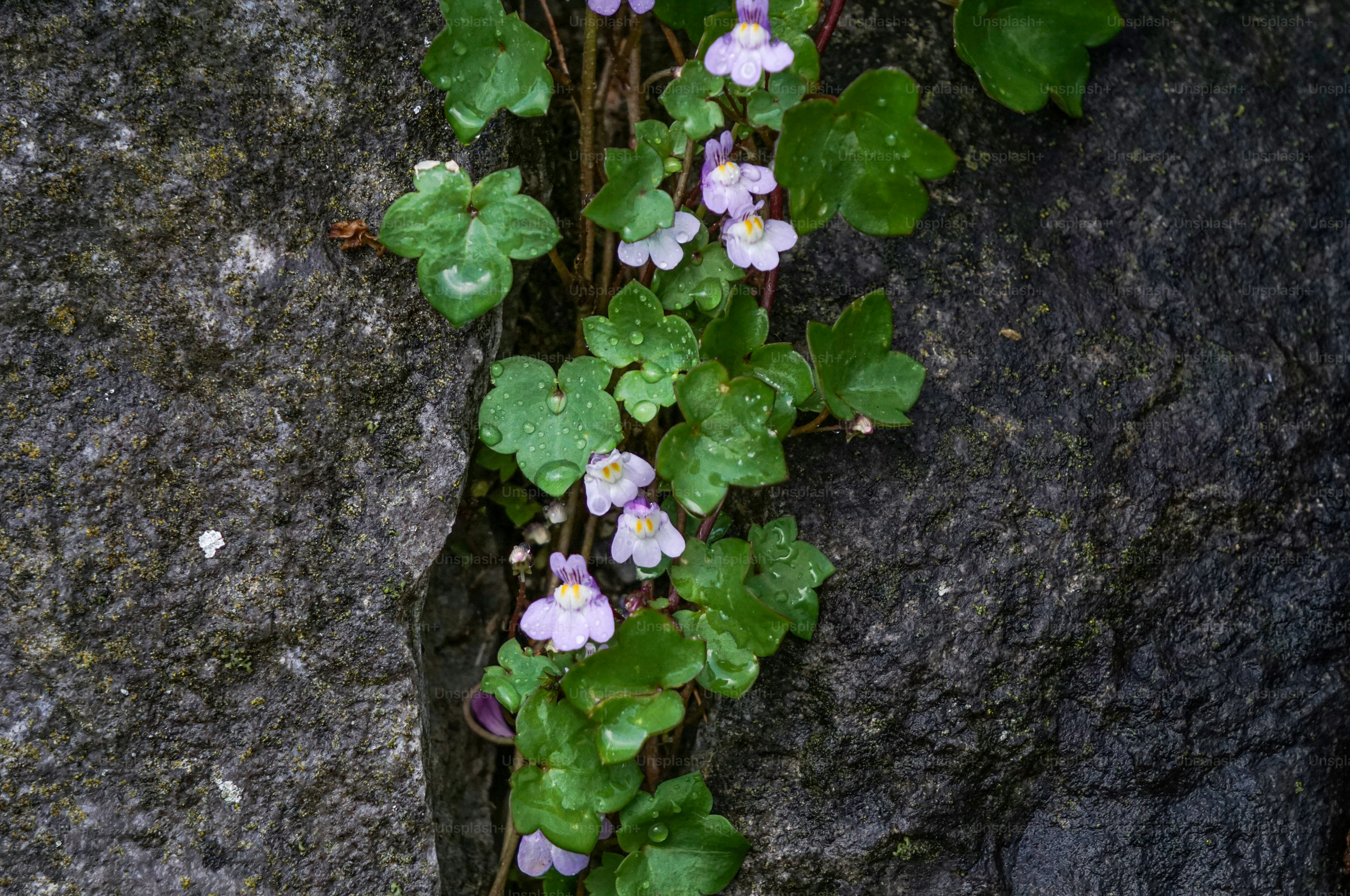 Flowers and leaves grow from a stone crack.