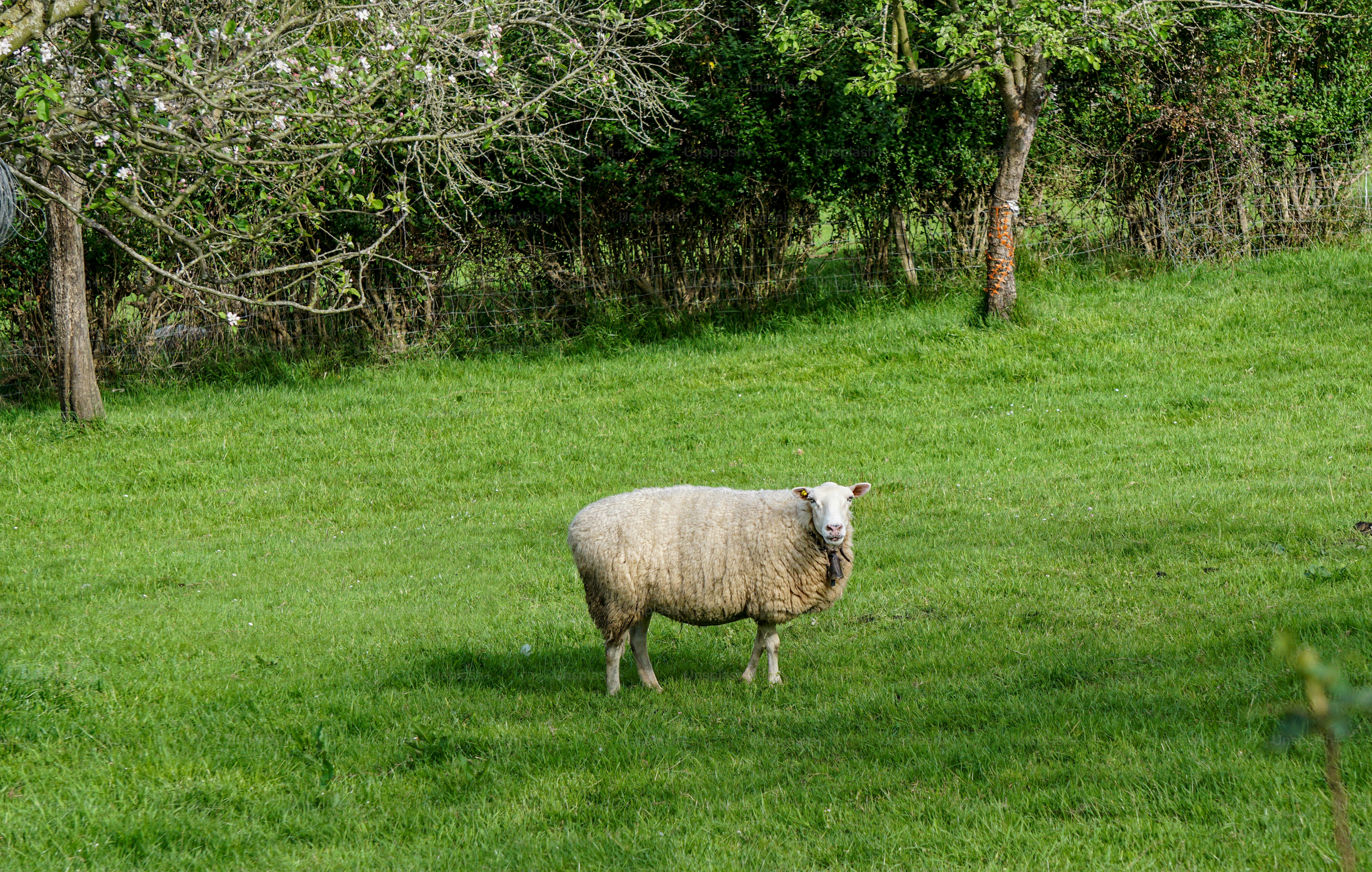 A sheep stands in a grassy field.