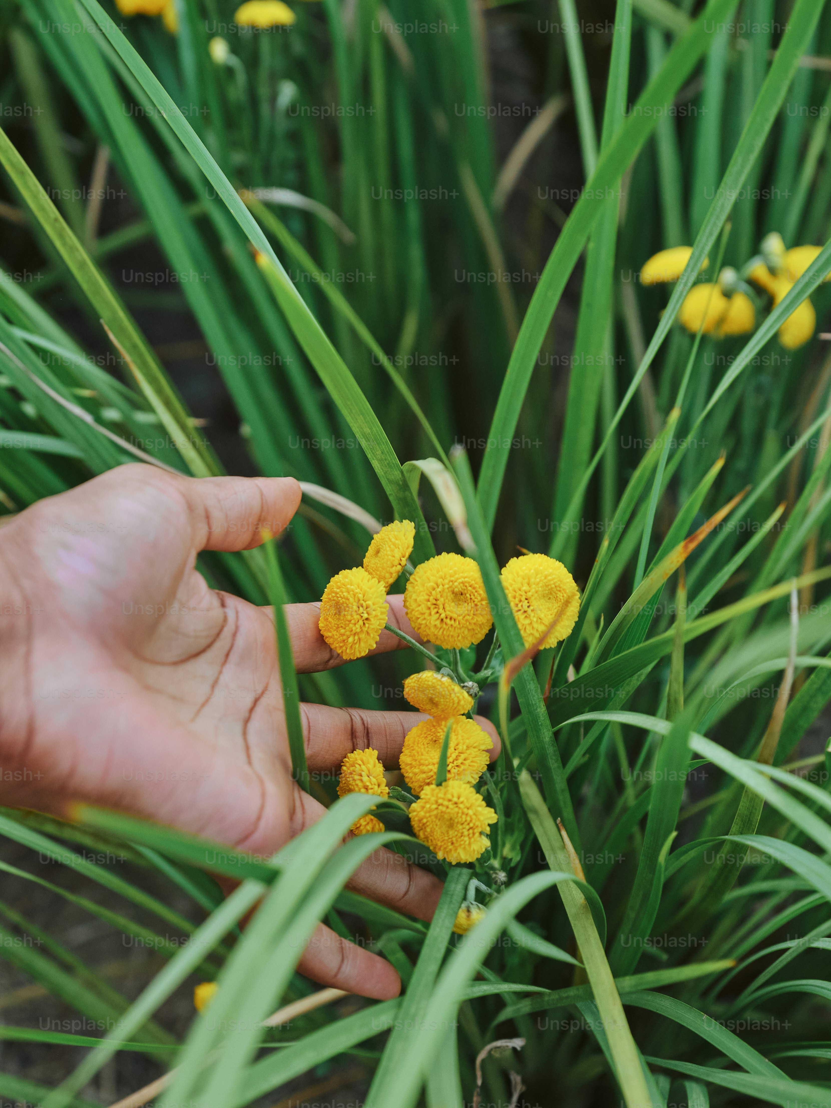 Una mano toca suavemente las flores amarillas.
