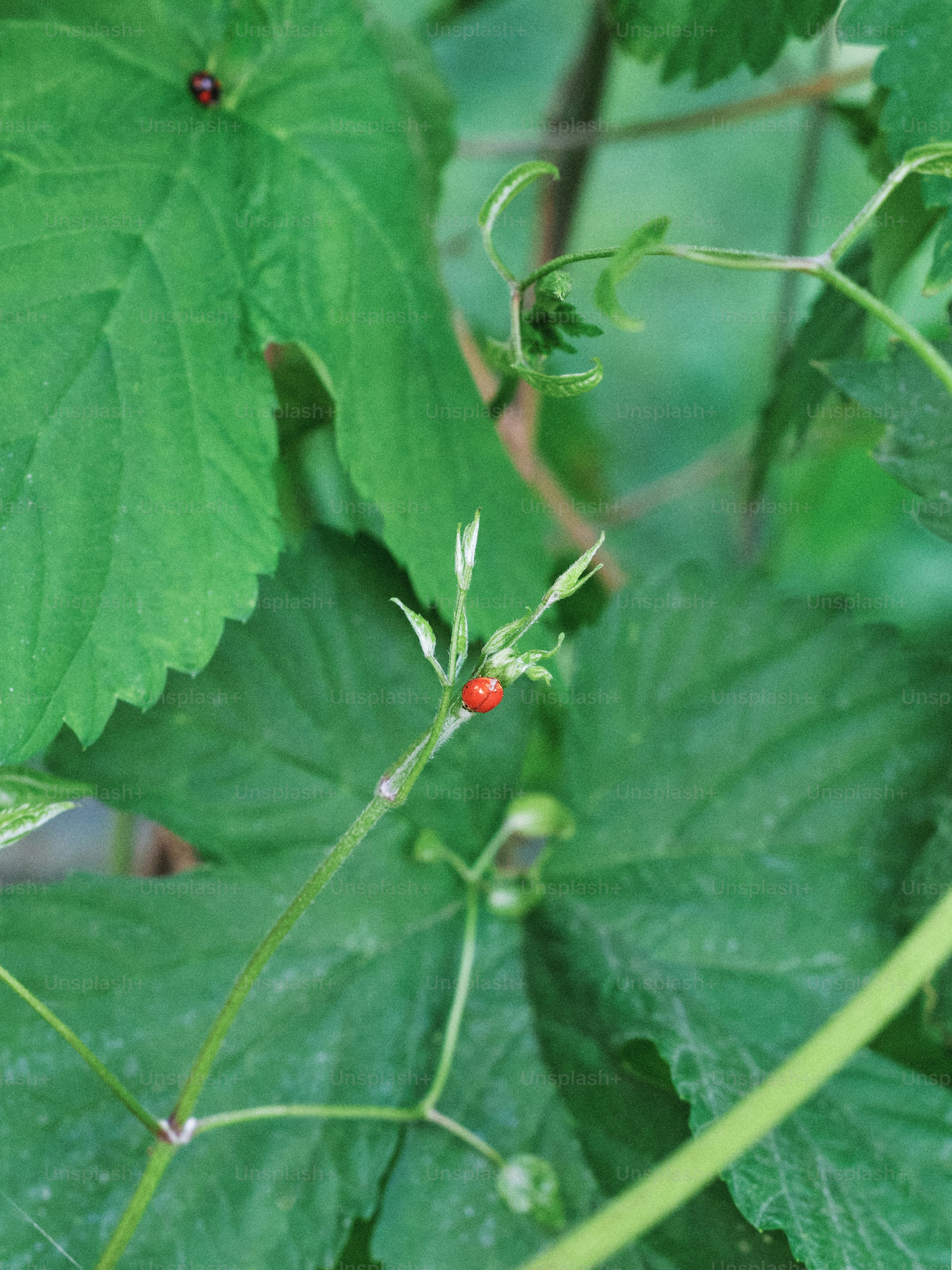Le coccinelle si appollaiano su foglie e steli verdi.