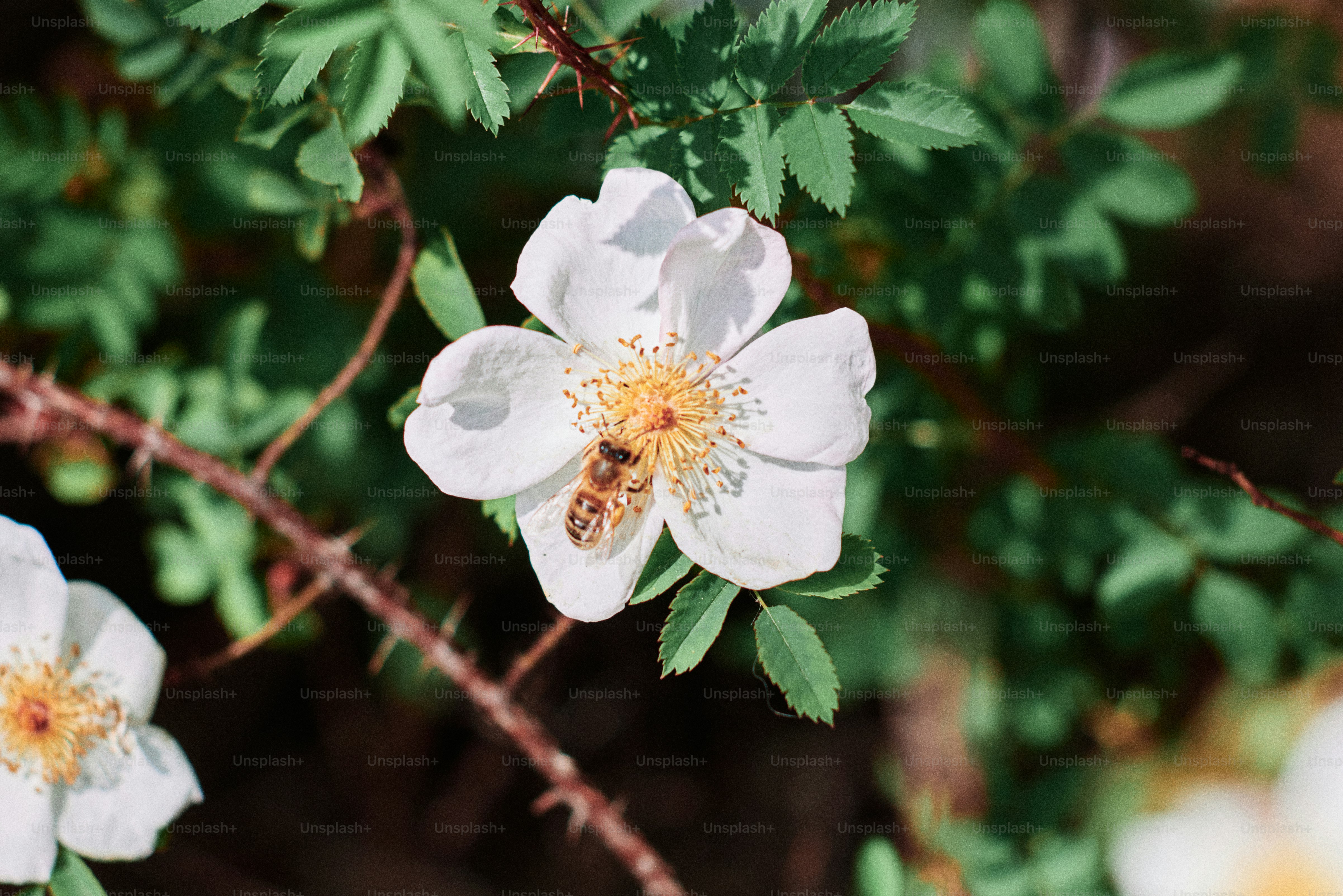 Eine Biene summt um eine weiße Blüte.