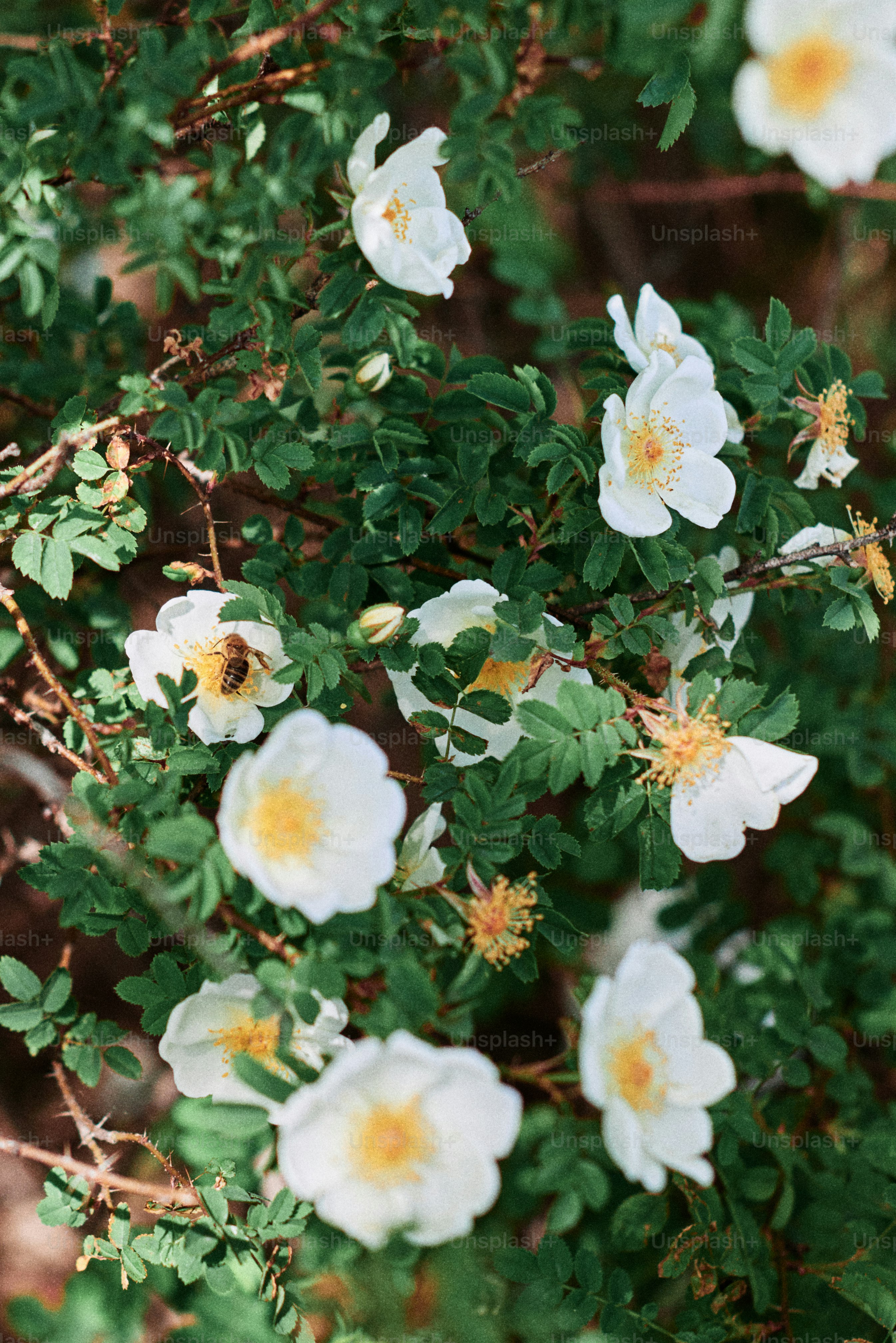 White flowers bloom among green leaves and bushes