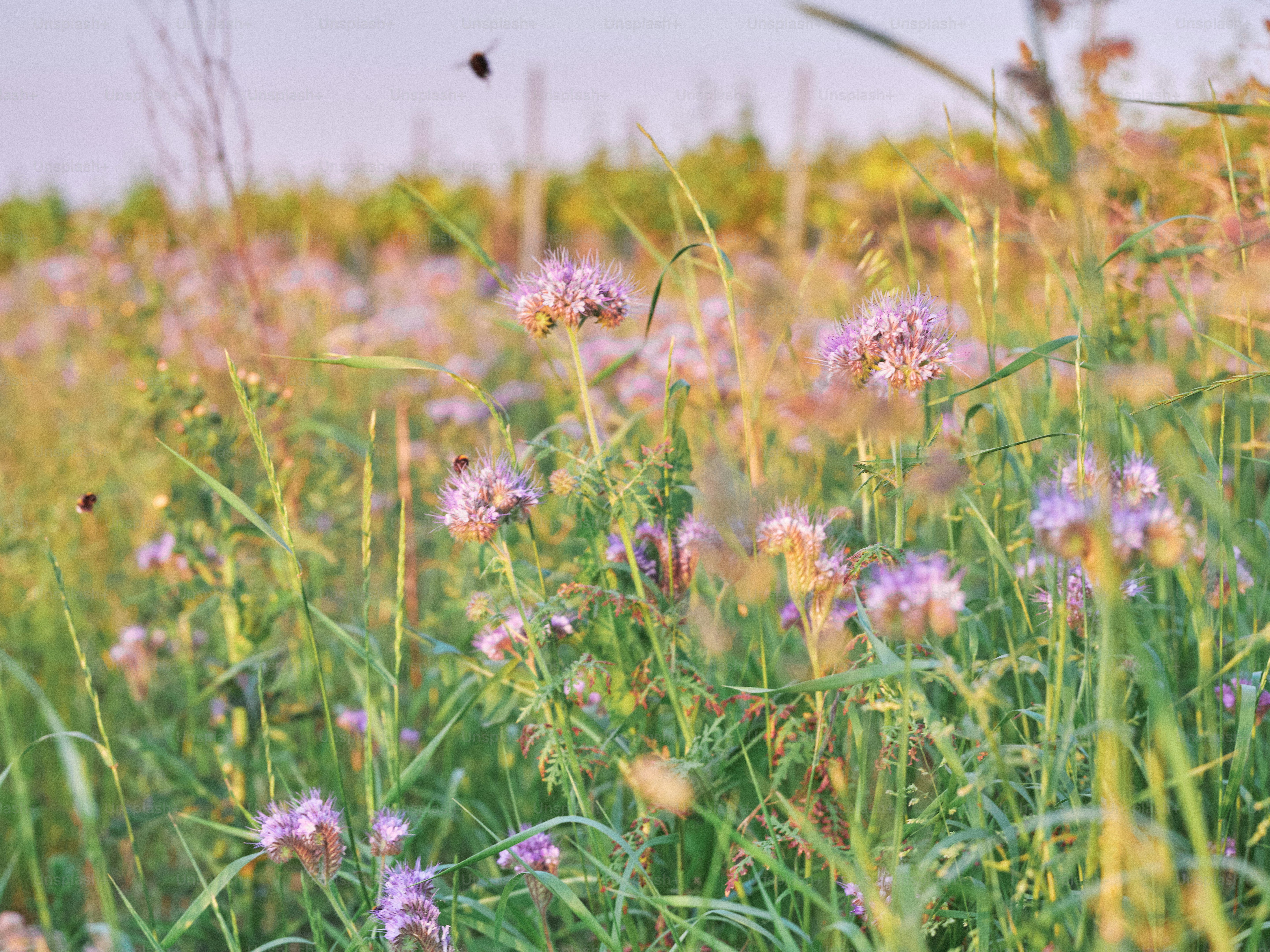 Feld mit violetten Wildblumen im sanften Sonnenlicht.