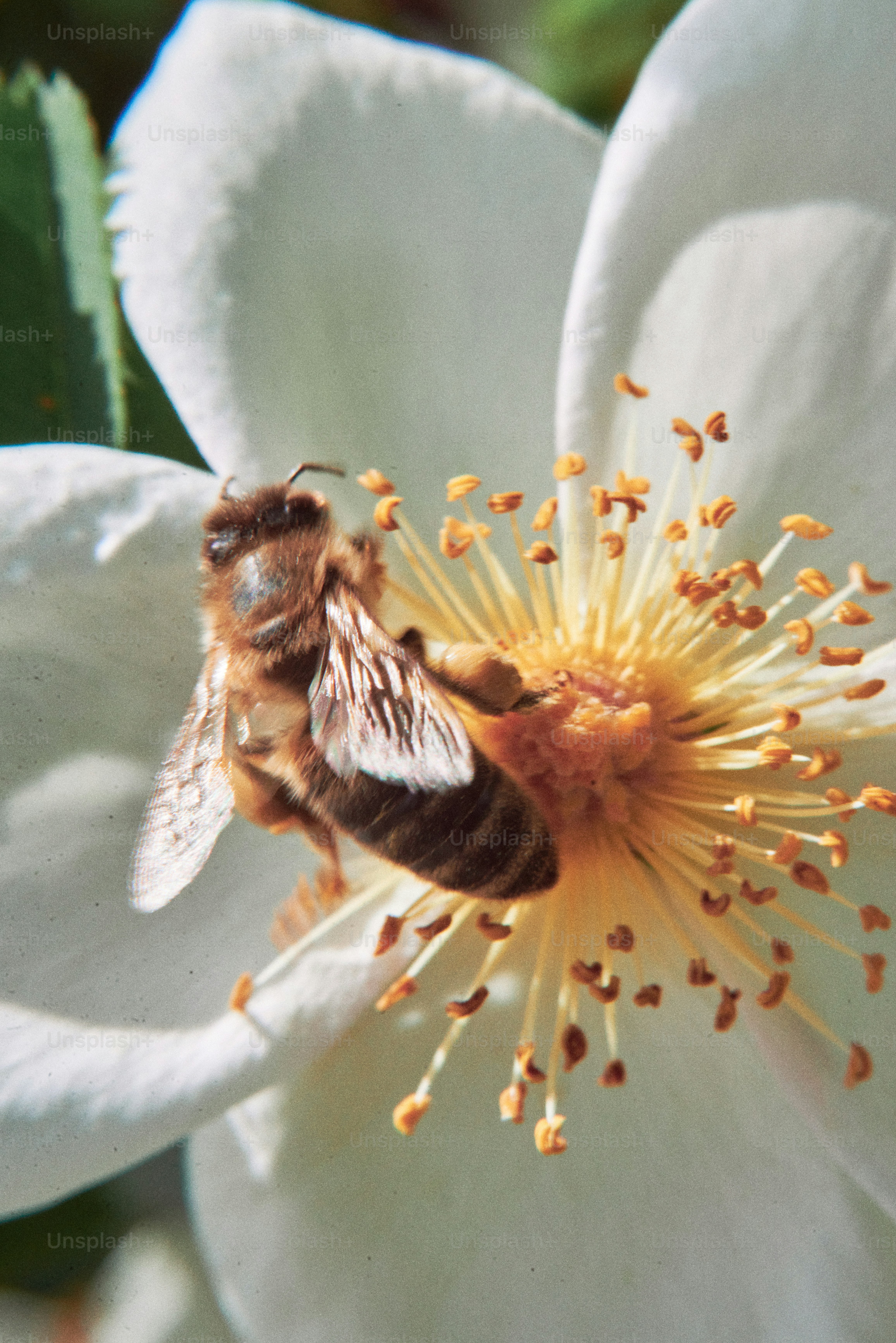 Une abeille récolte le pollen d’une fleur blanche.