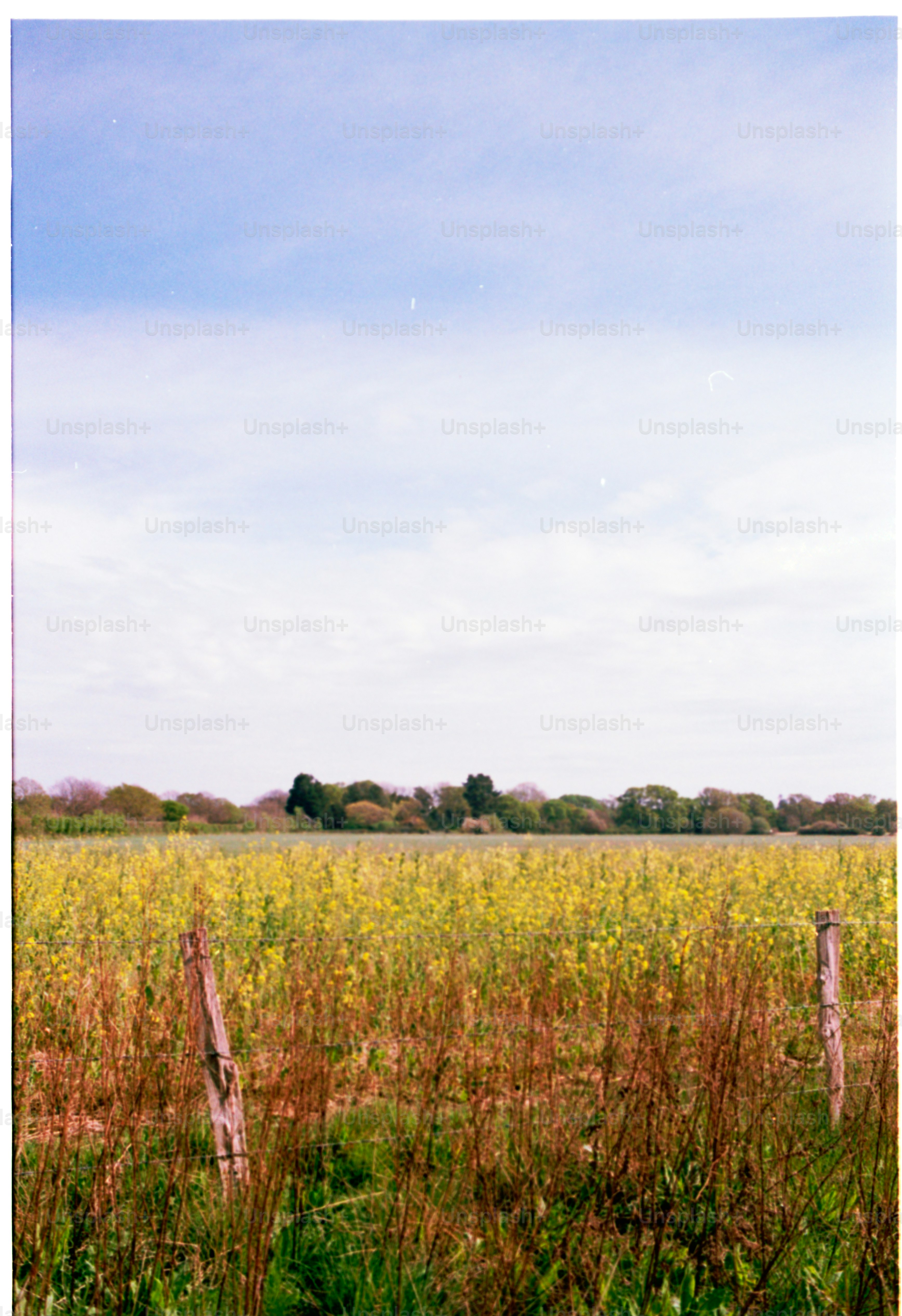 Field of yellow flowers under a bright blue sky.