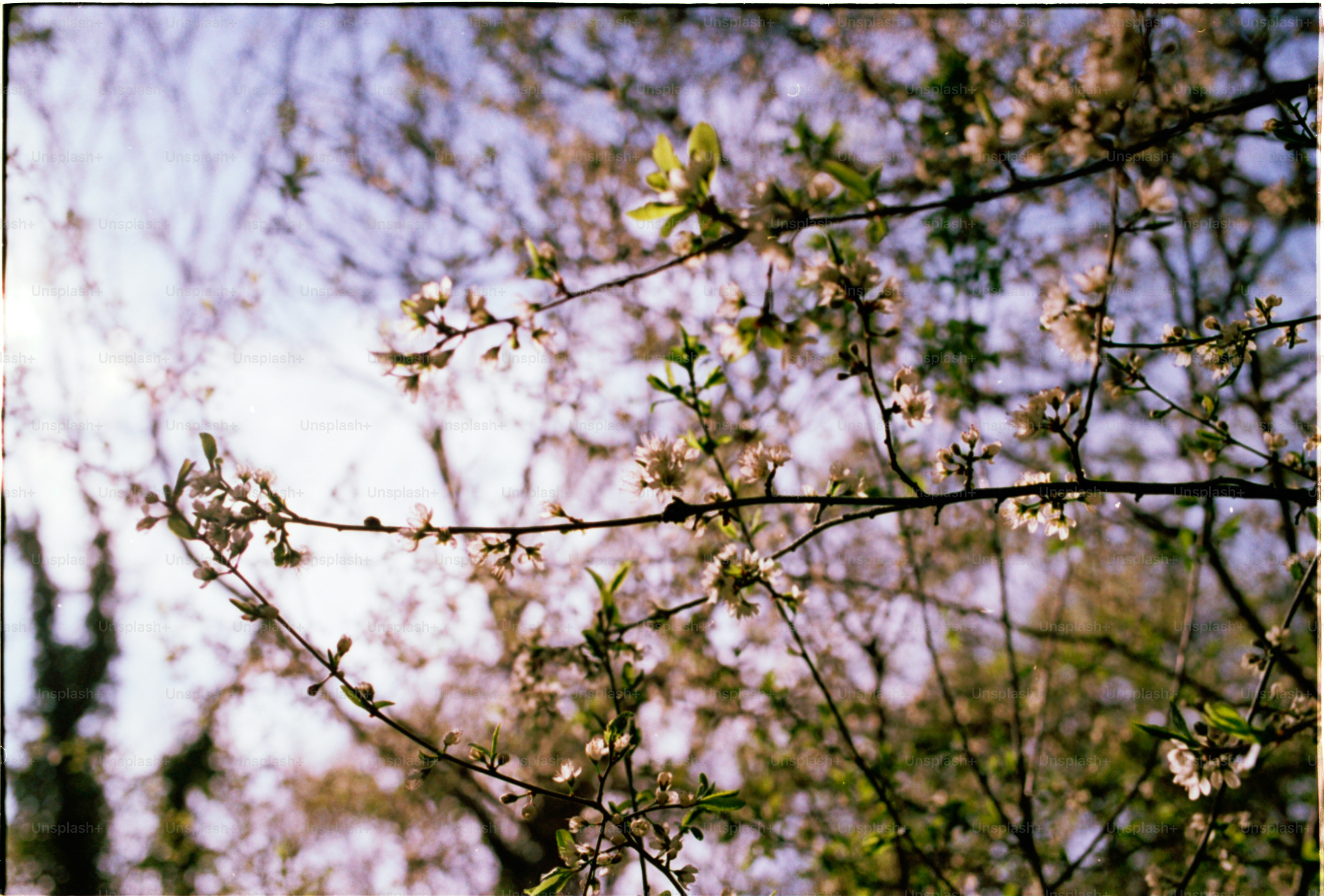 Las ramas de los árboles en flor se elevan hacia el cielo.