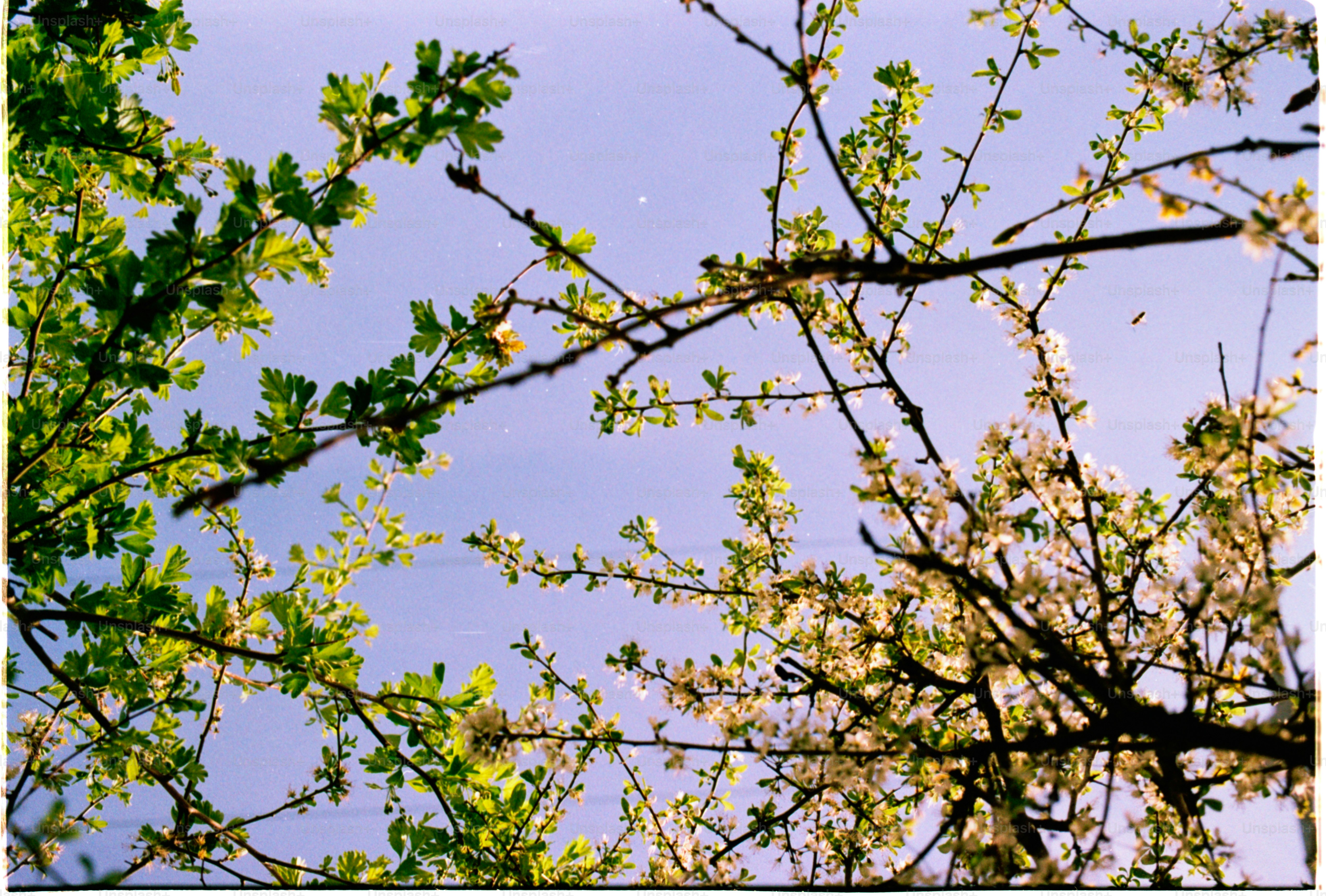 Branches of trees are reaching towards the sky.