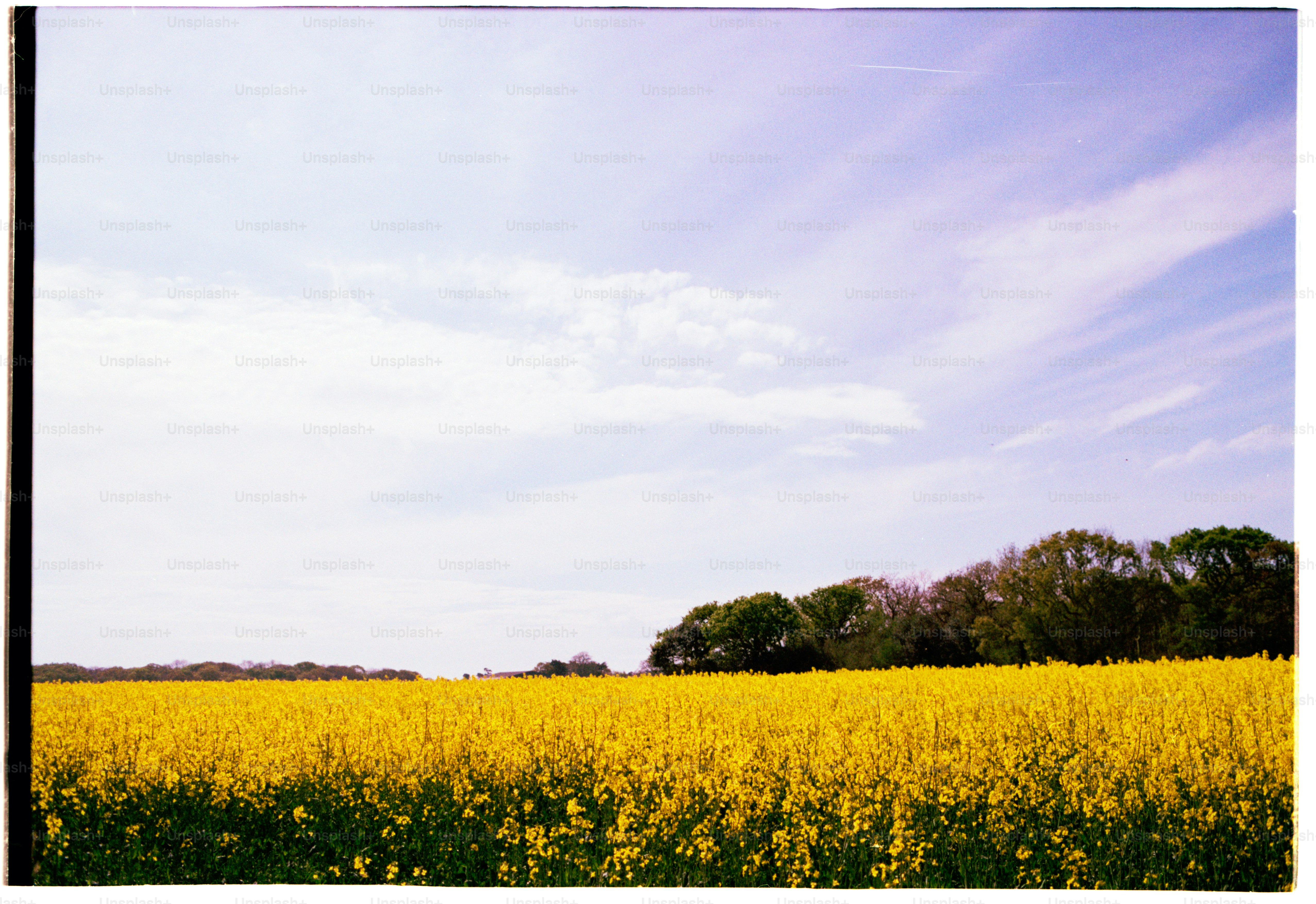 A yellow field blooms under a cloudy sky.