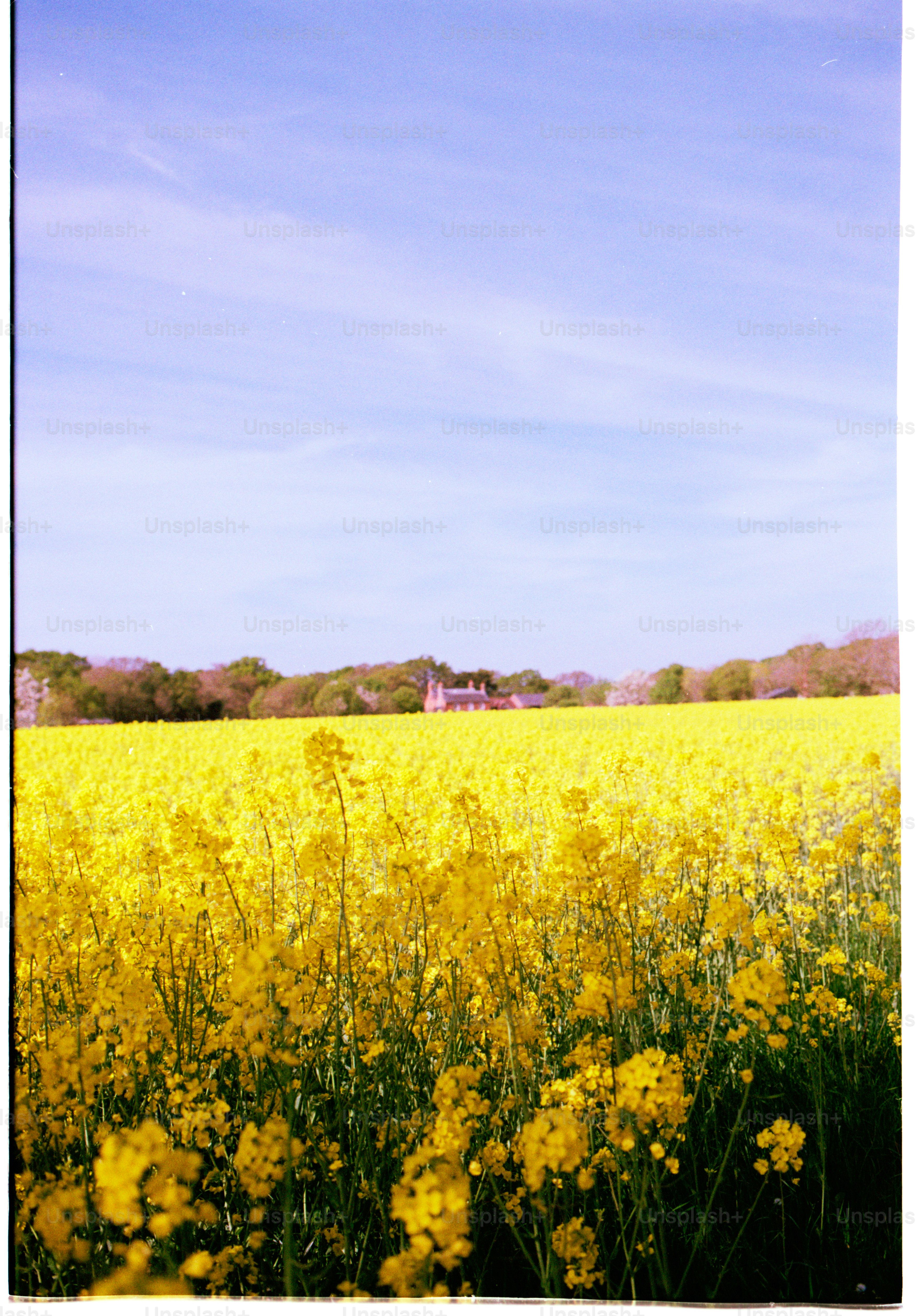 A yellow field of flowers under a clear sky.