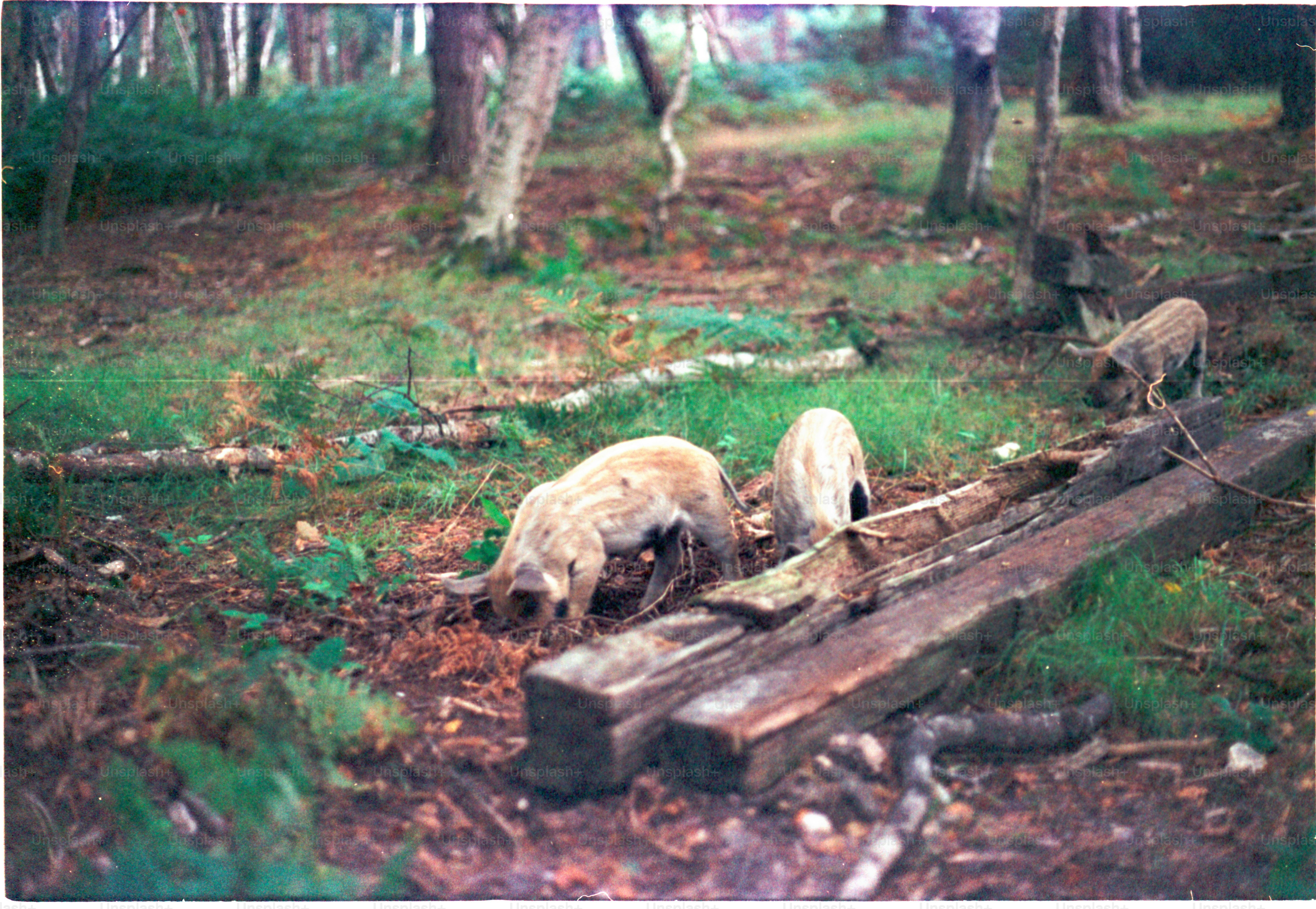 Pigs foraging in a forest clearing.