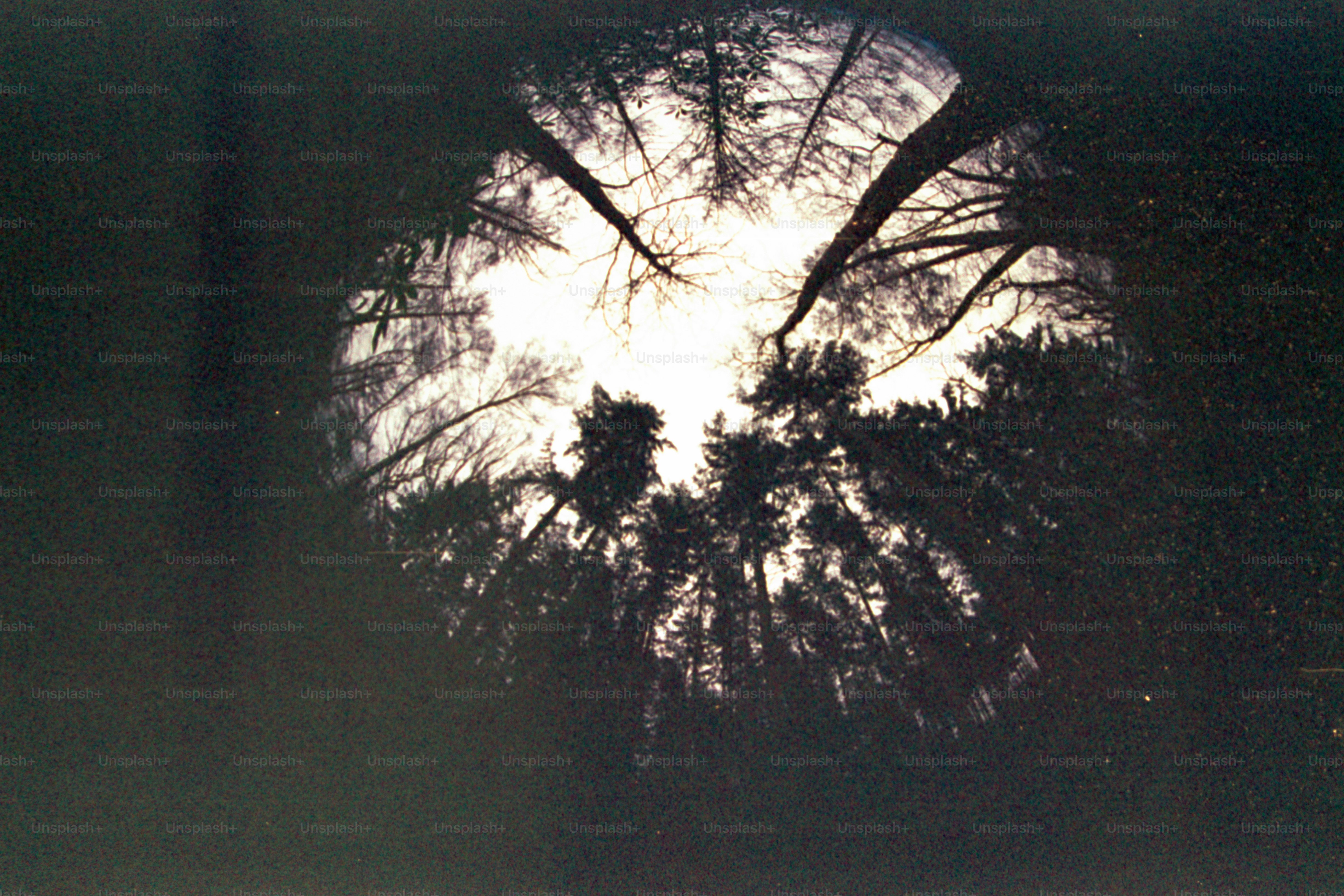 Olhando para cima através das árvores em direção à luz do sol.