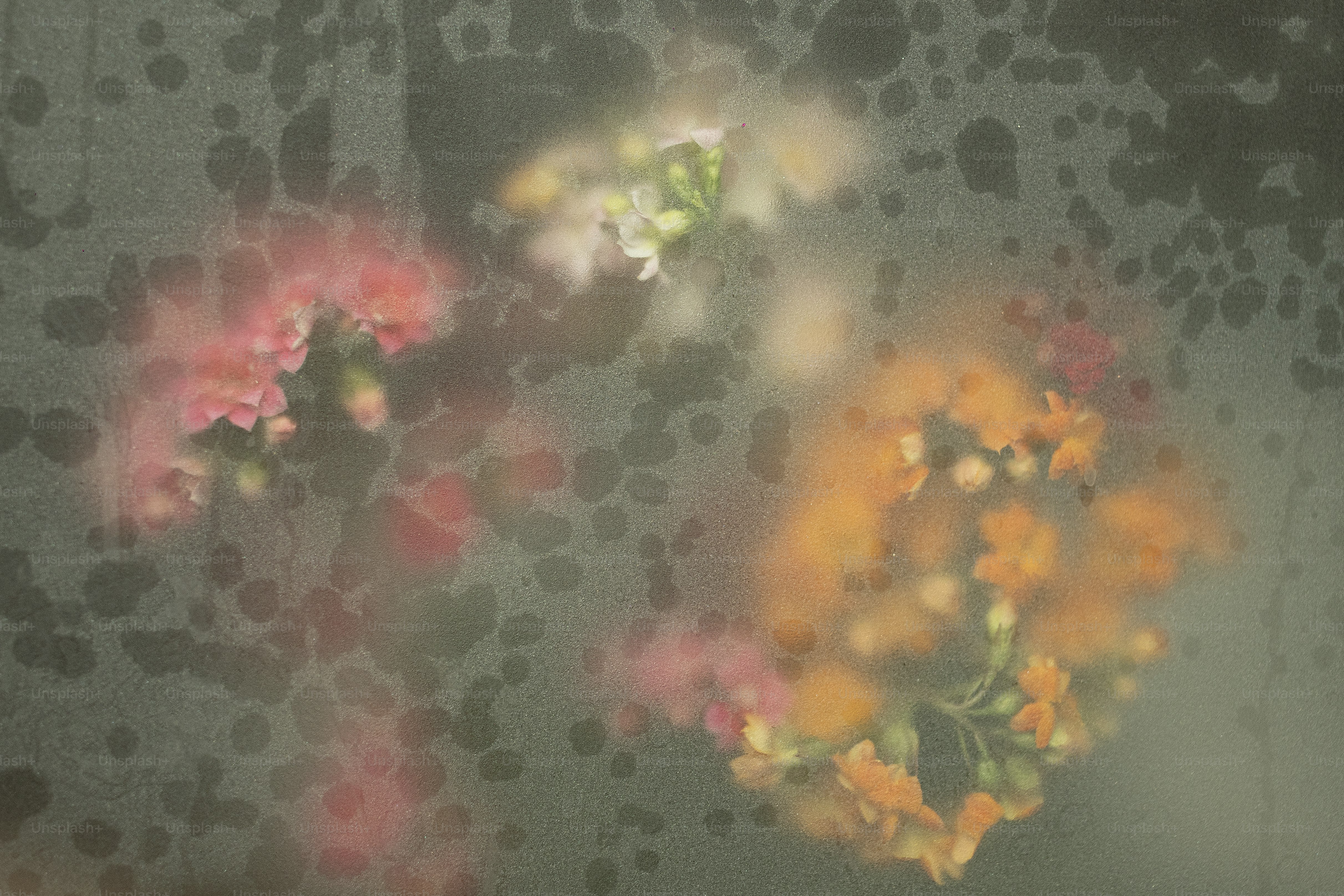 霧のかかった斑点のある窓の後ろに花が現れます。