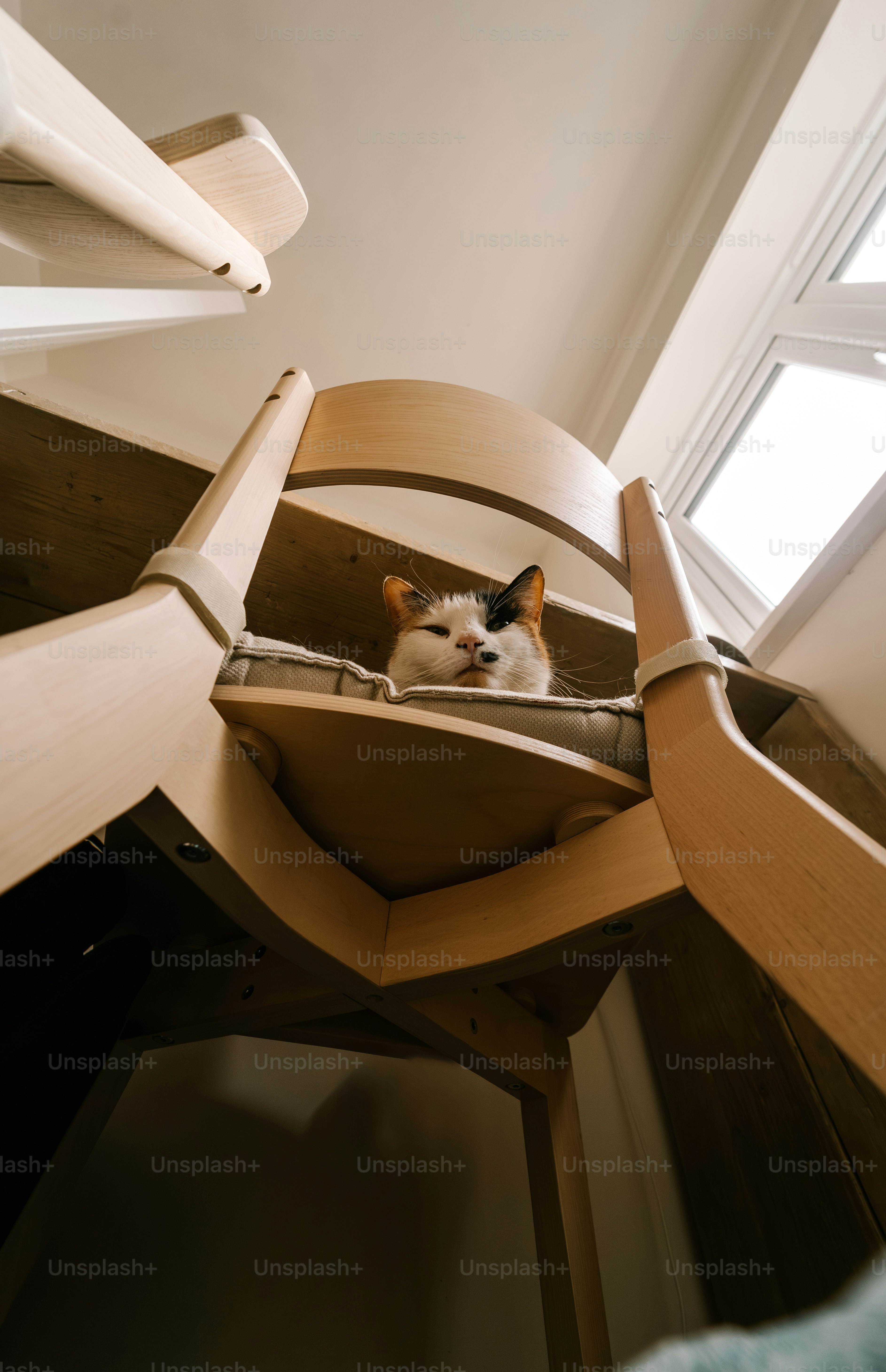 A cat is sitting inside of a high chair.