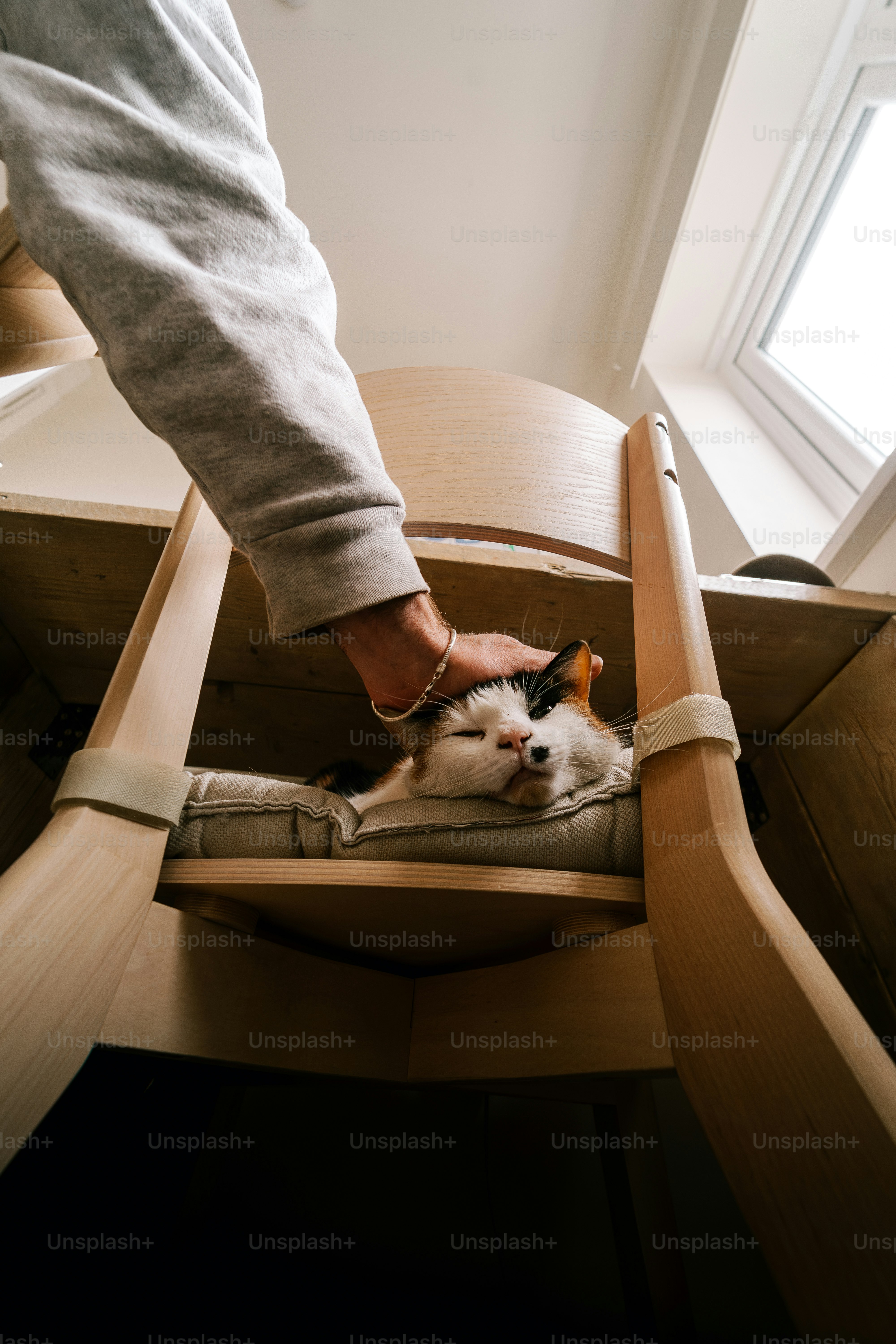 Someone is petting a sleeping cat in a chair.