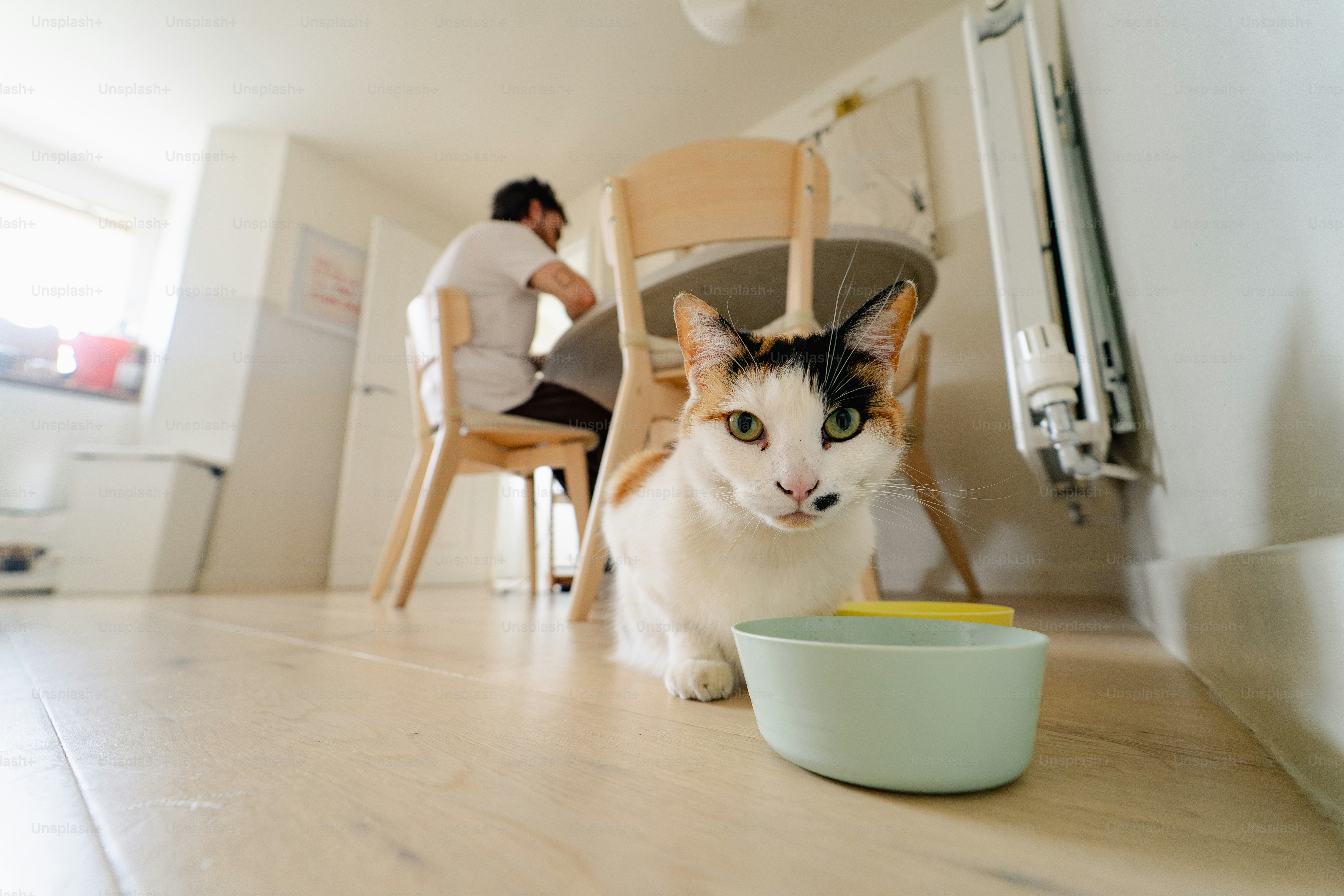 A cat waits patiently by its food bowl.