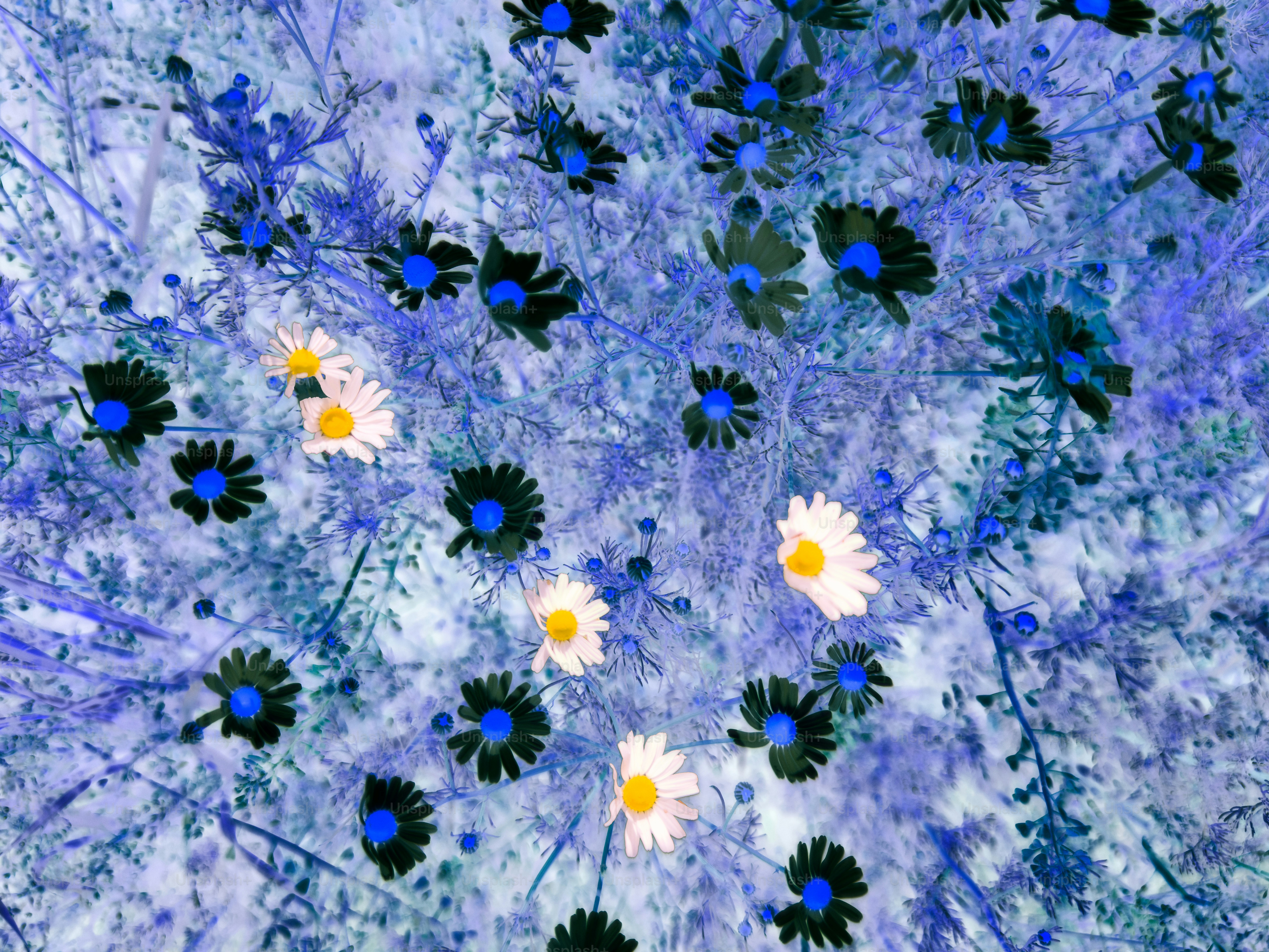 Flowers appear as negative colors with blue tones. photo – Flowers ...