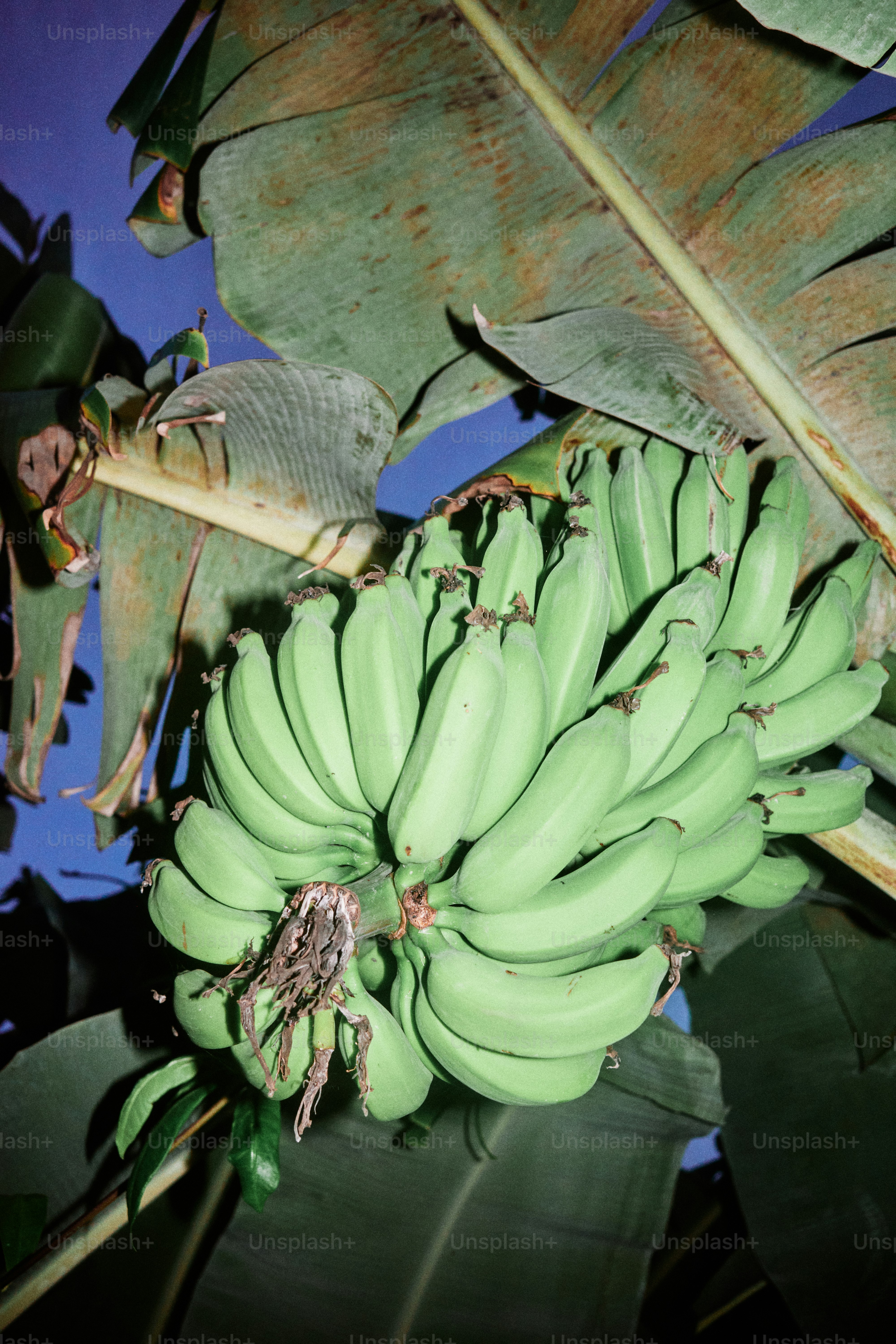 Unripe bananas hang from a banana tree.