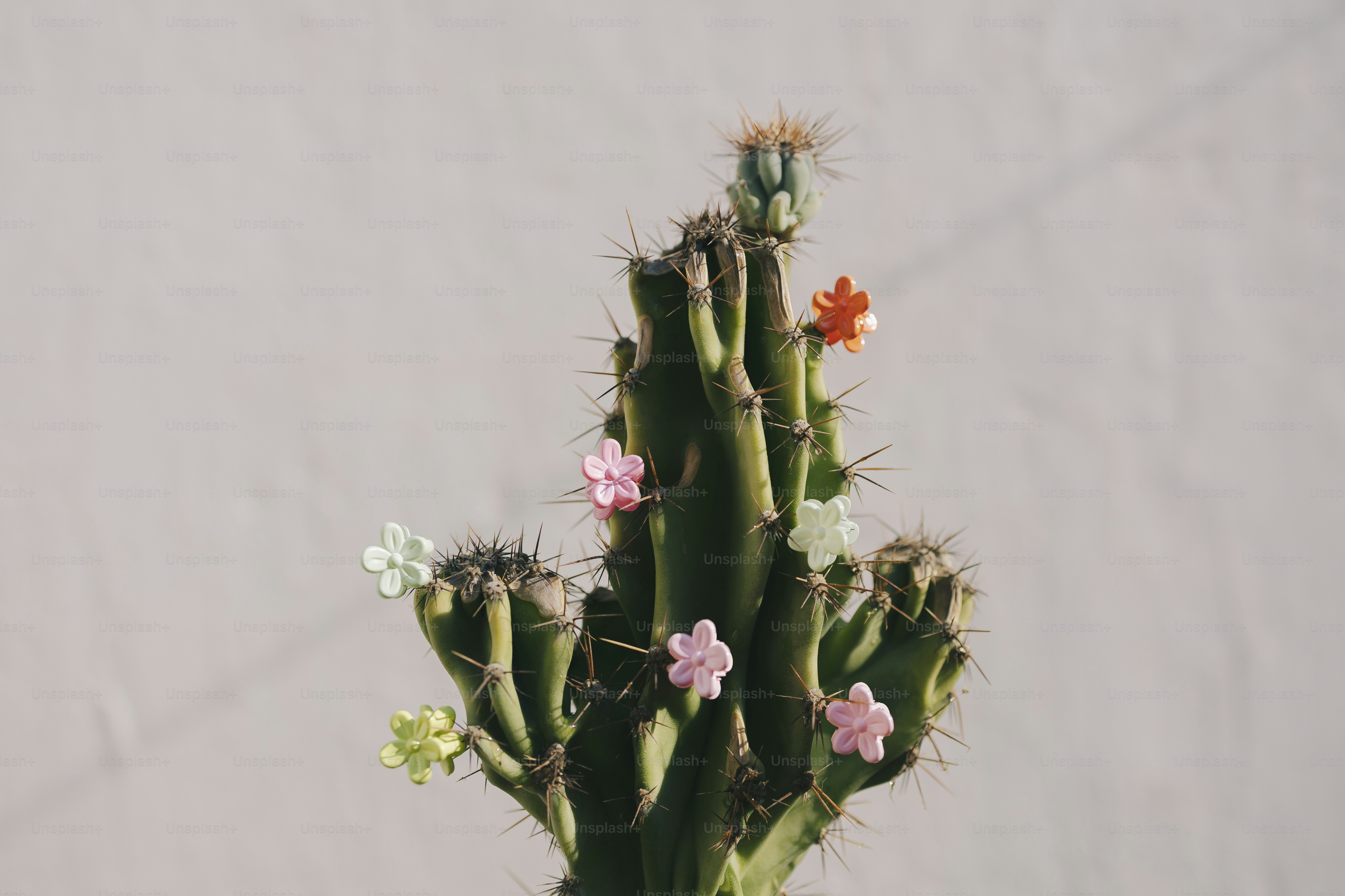 Cactus decorated with colorful flower-shaped ornaments.