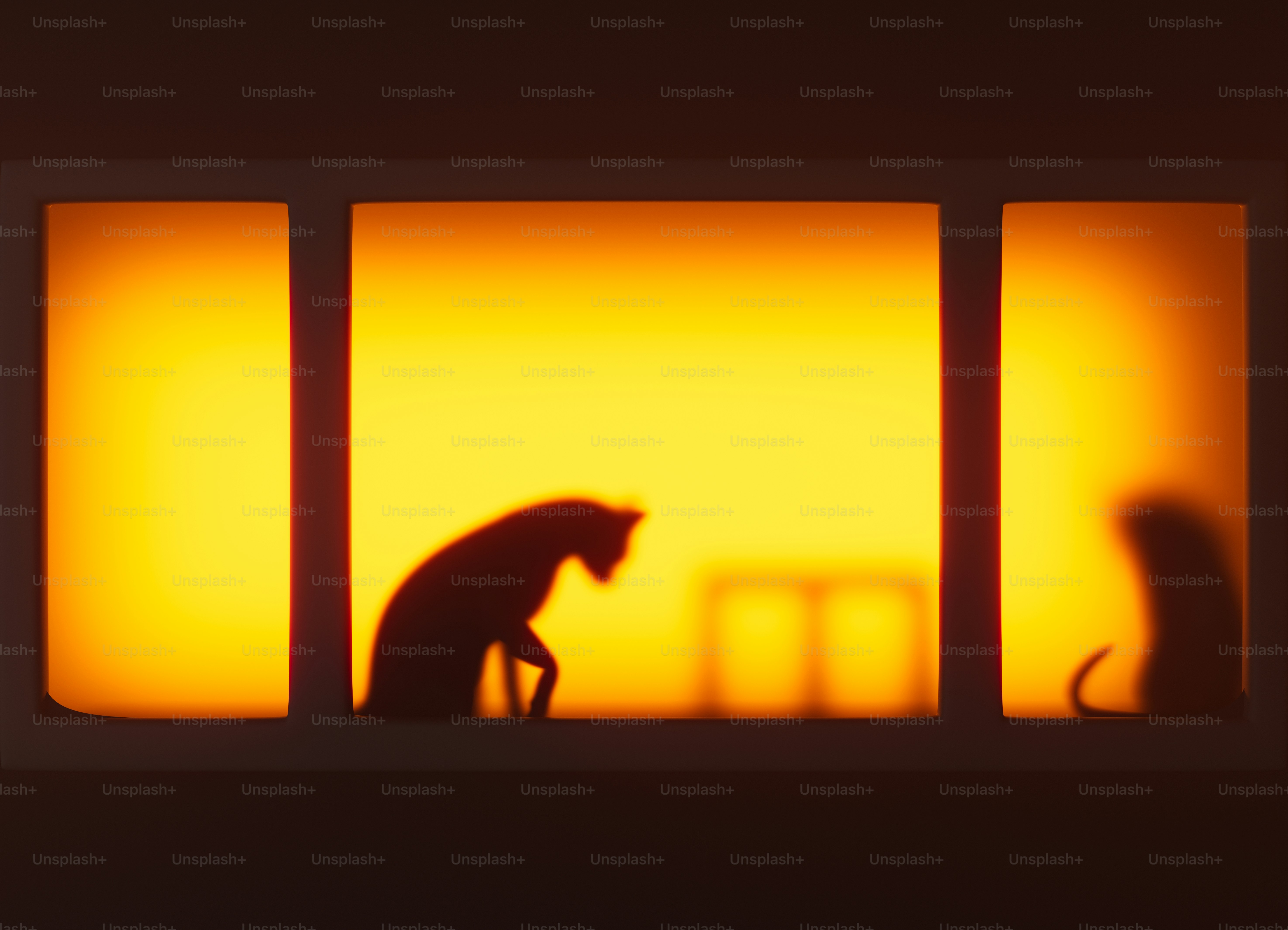 Des silhouettes de chats se prélassent dans la lumière dorée du soleil.