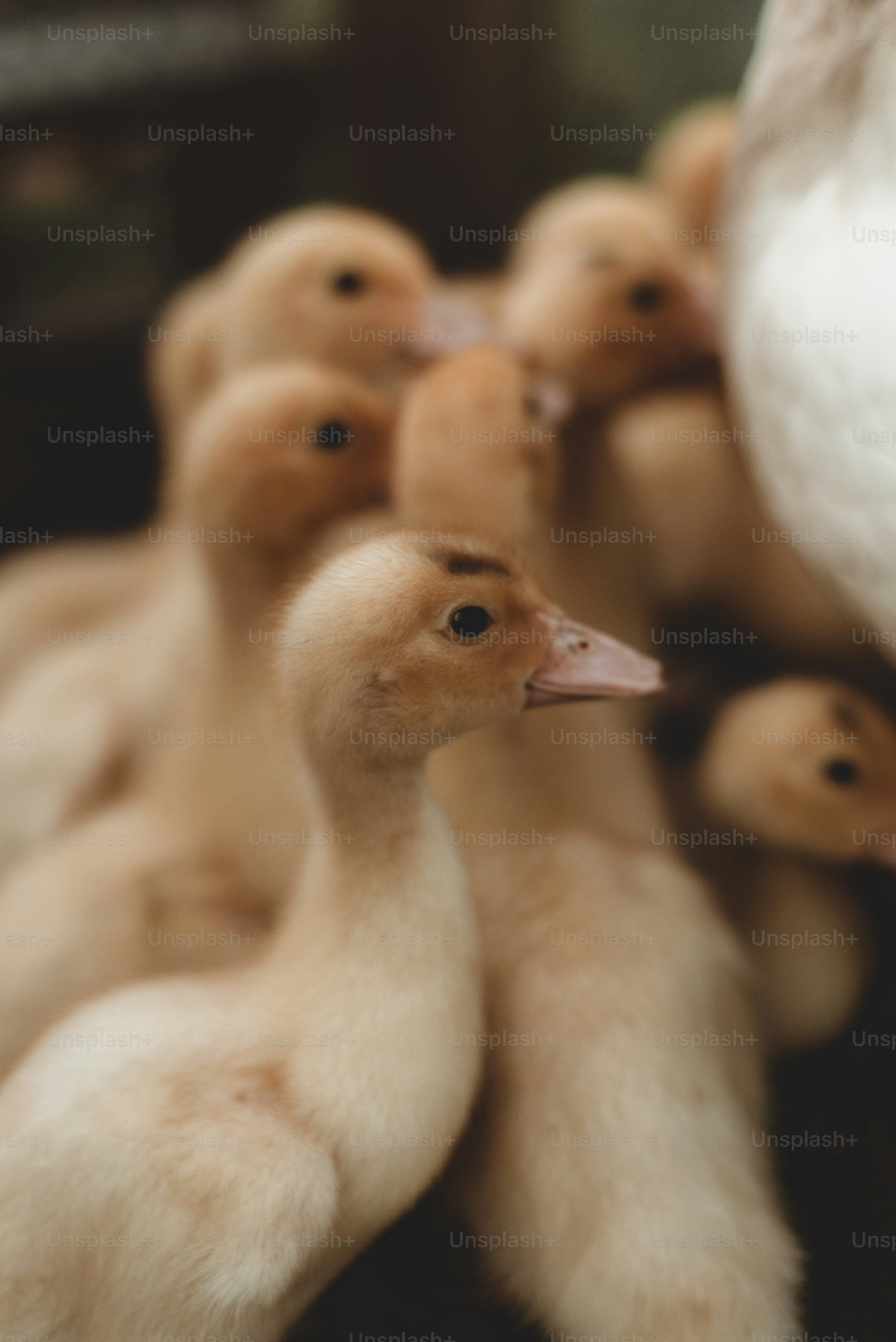 A group of fluffy ducklings is shown.