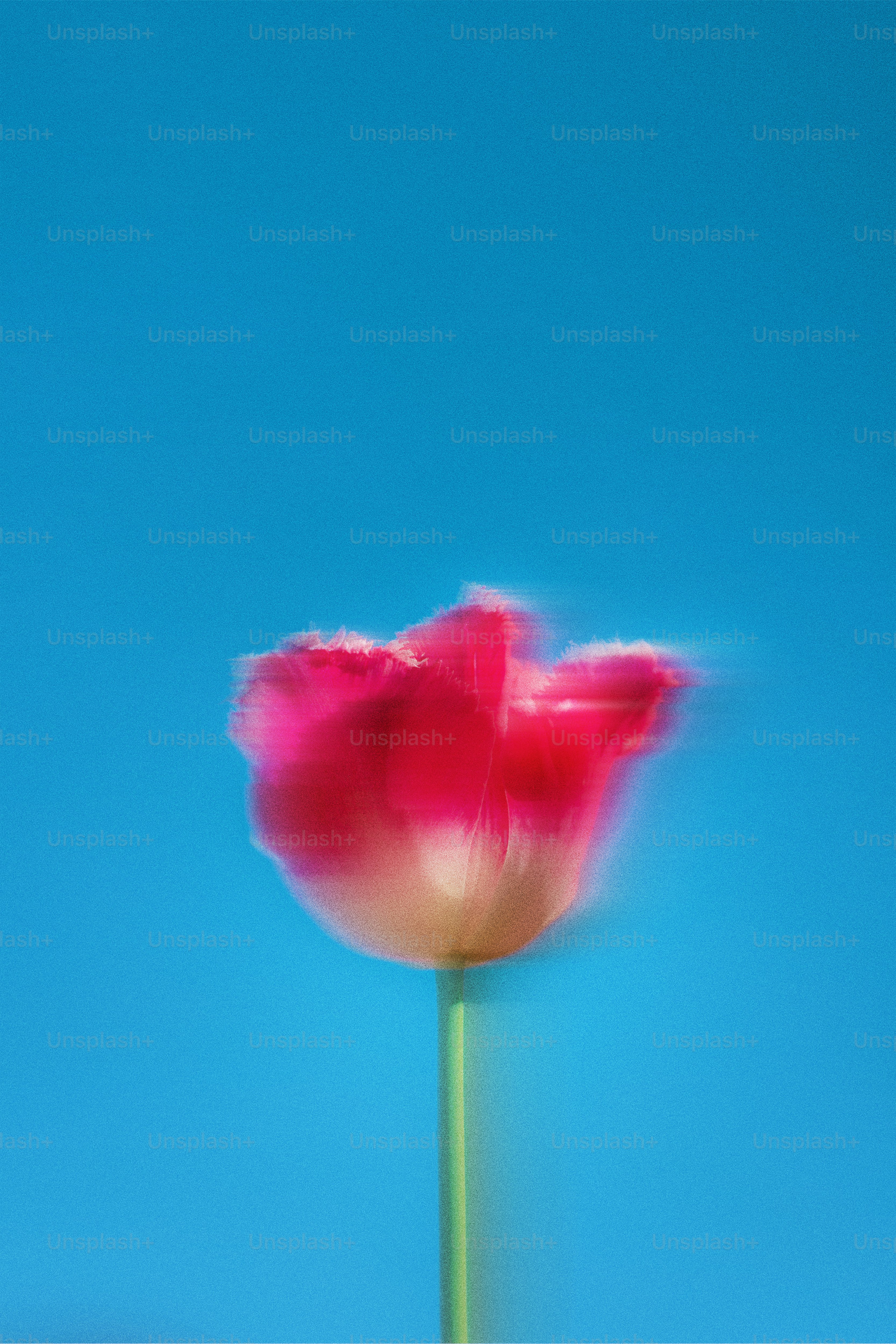 真っ青な空に映えるピンクのチューリップ。