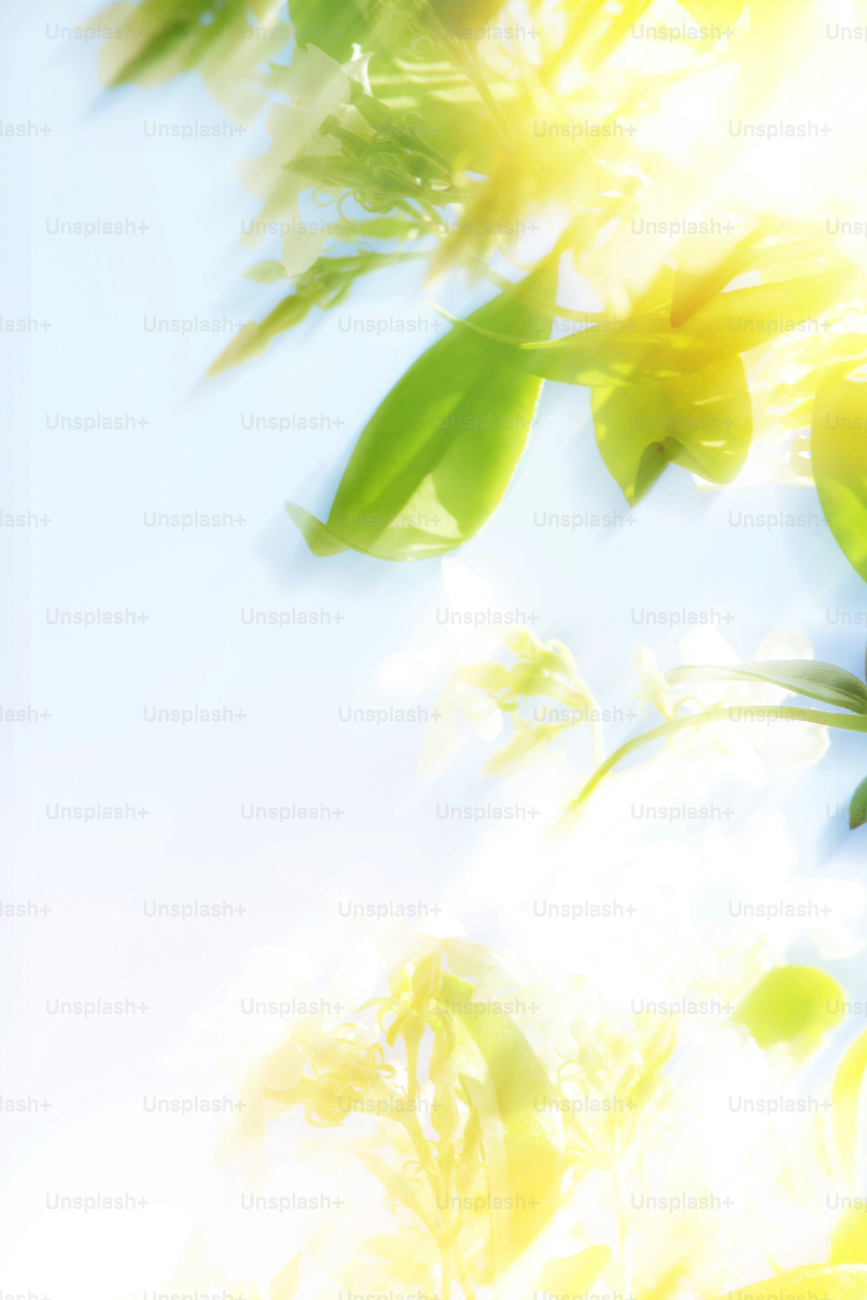 Bright sunlight shines through green leaves.