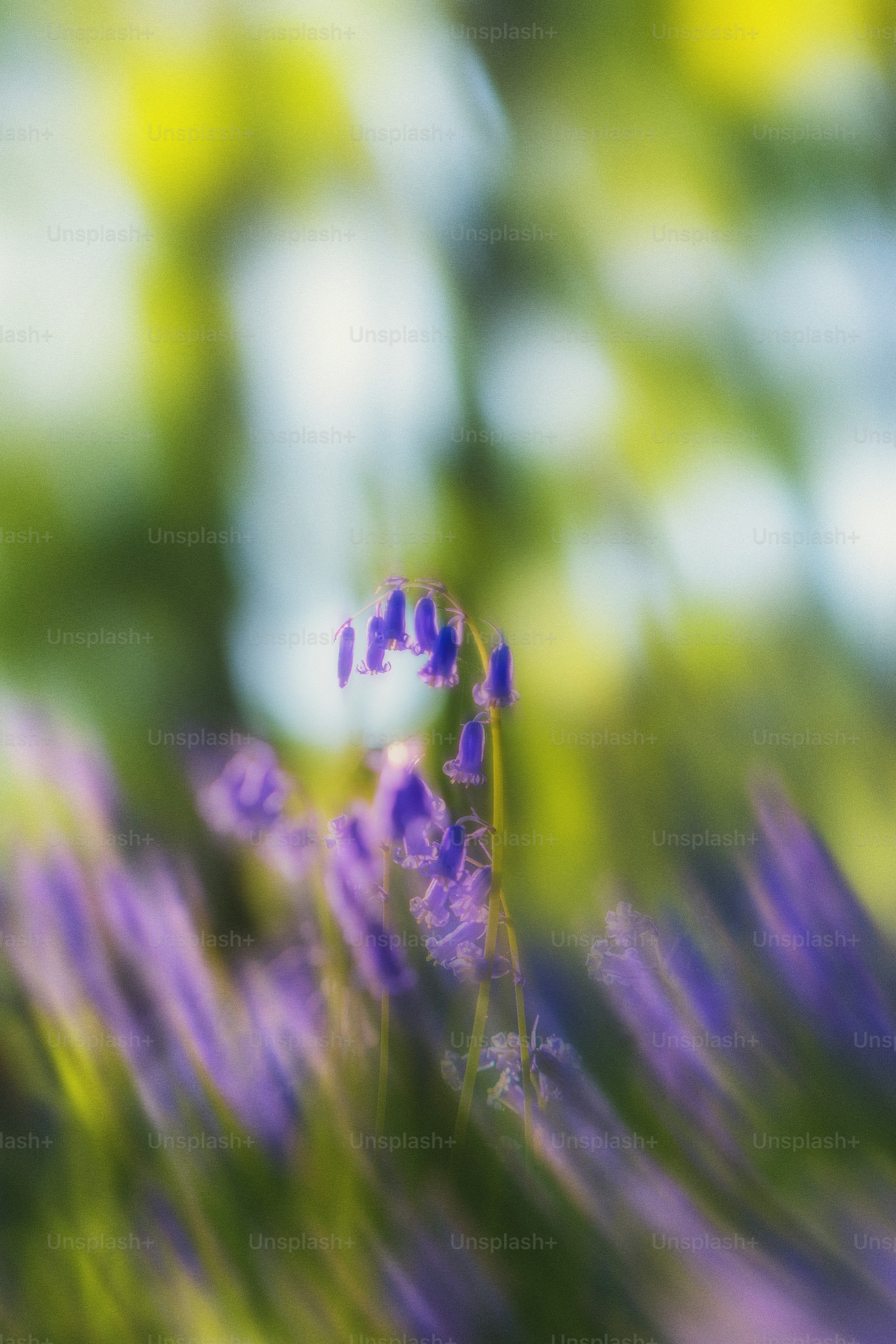 Abstract view of bluebells in a spring field.