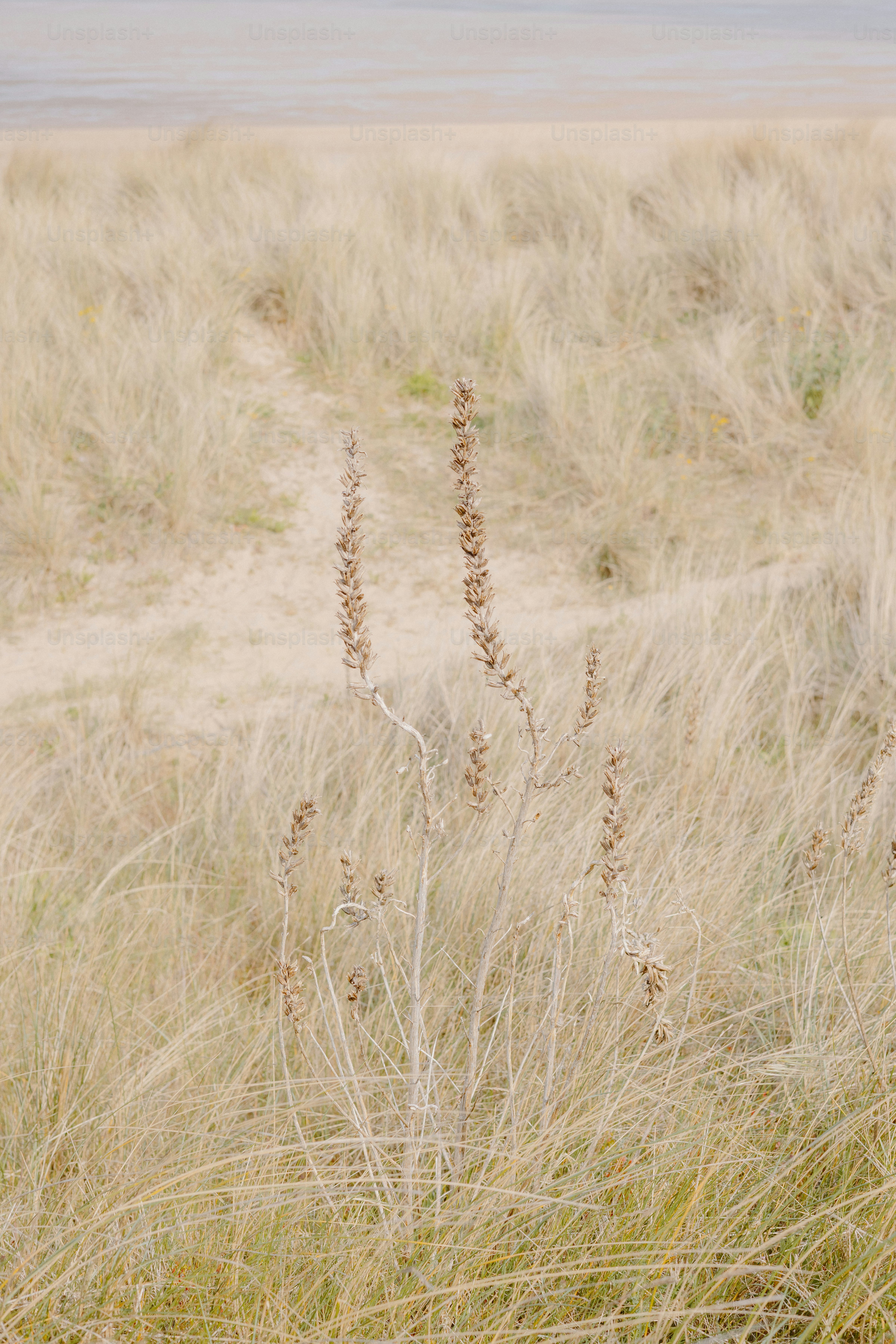 Dry grass and sand dunes fill the picture.
