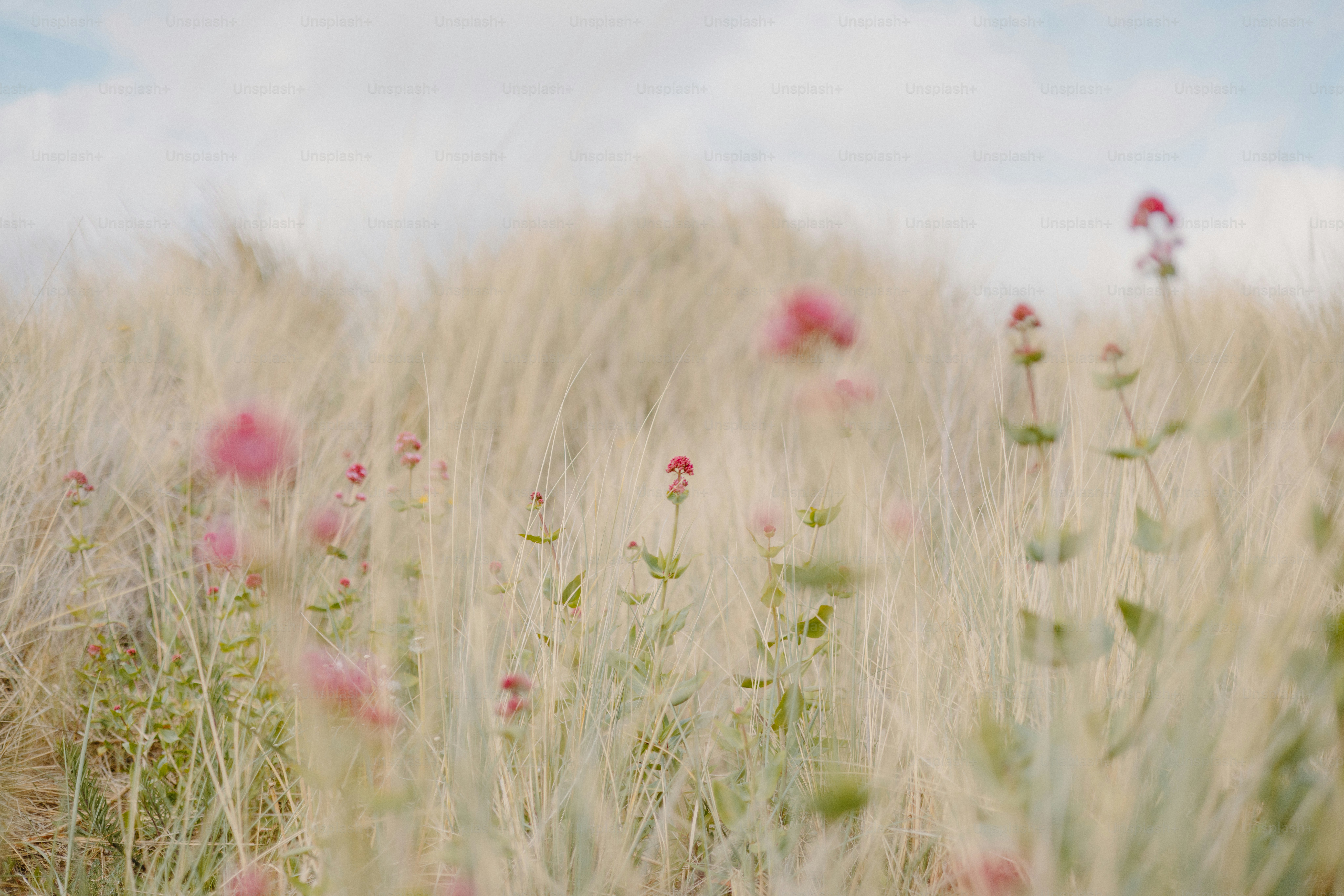 Pink flowers bloom in a field of tall grass. photo – Minimal Image on ...